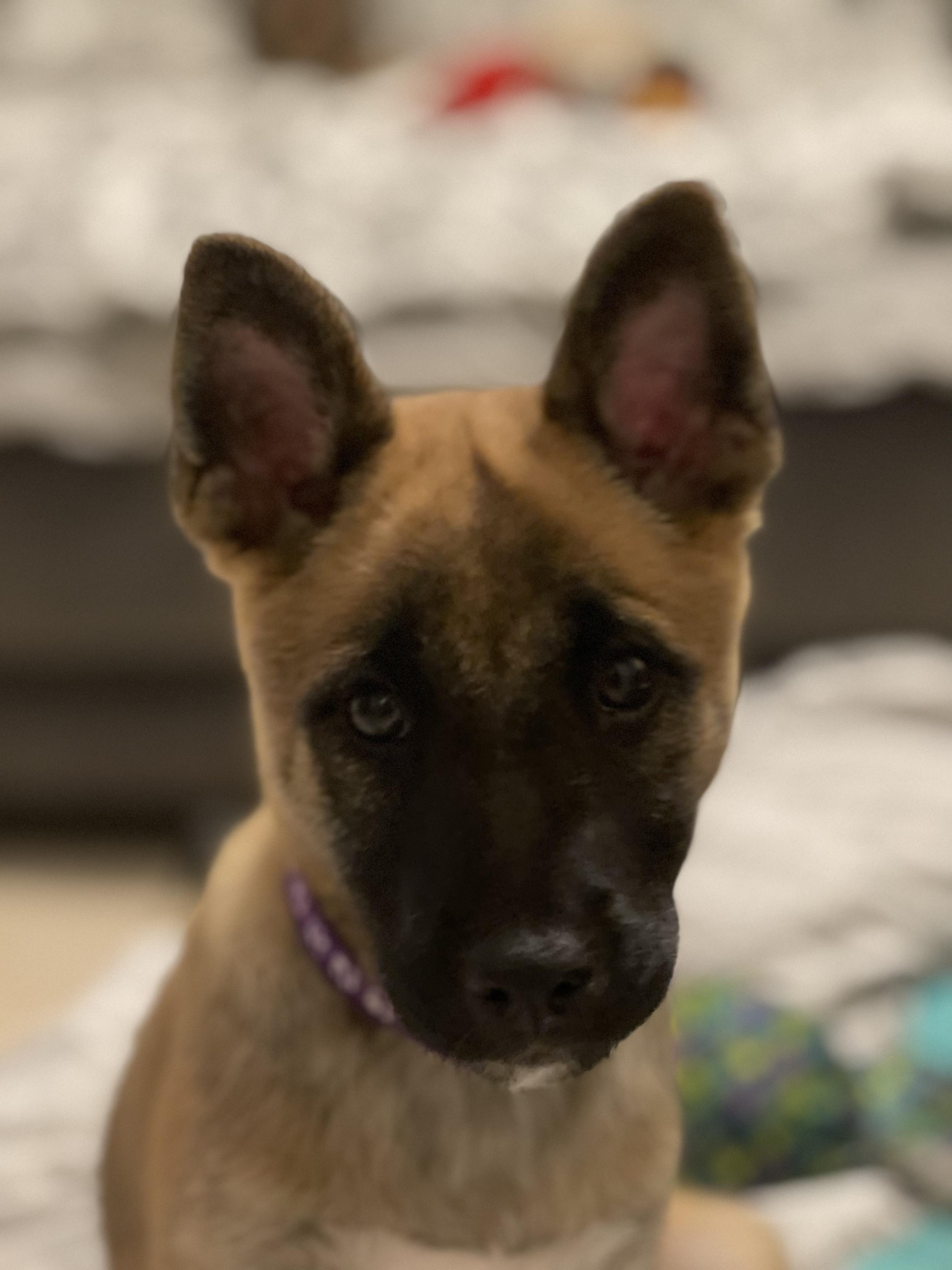 Estrella thumbnail 2