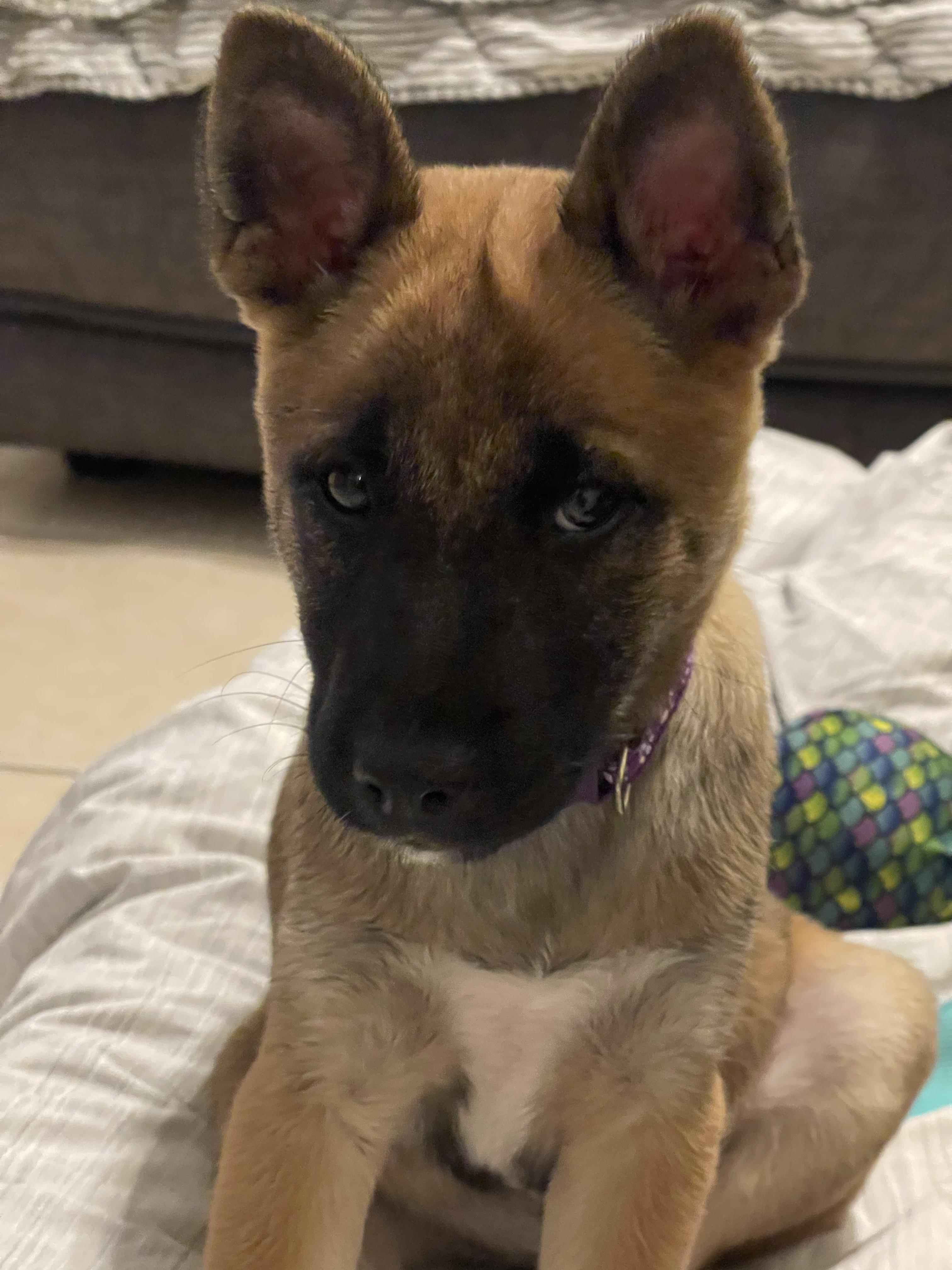 Estrella thumbnail 3