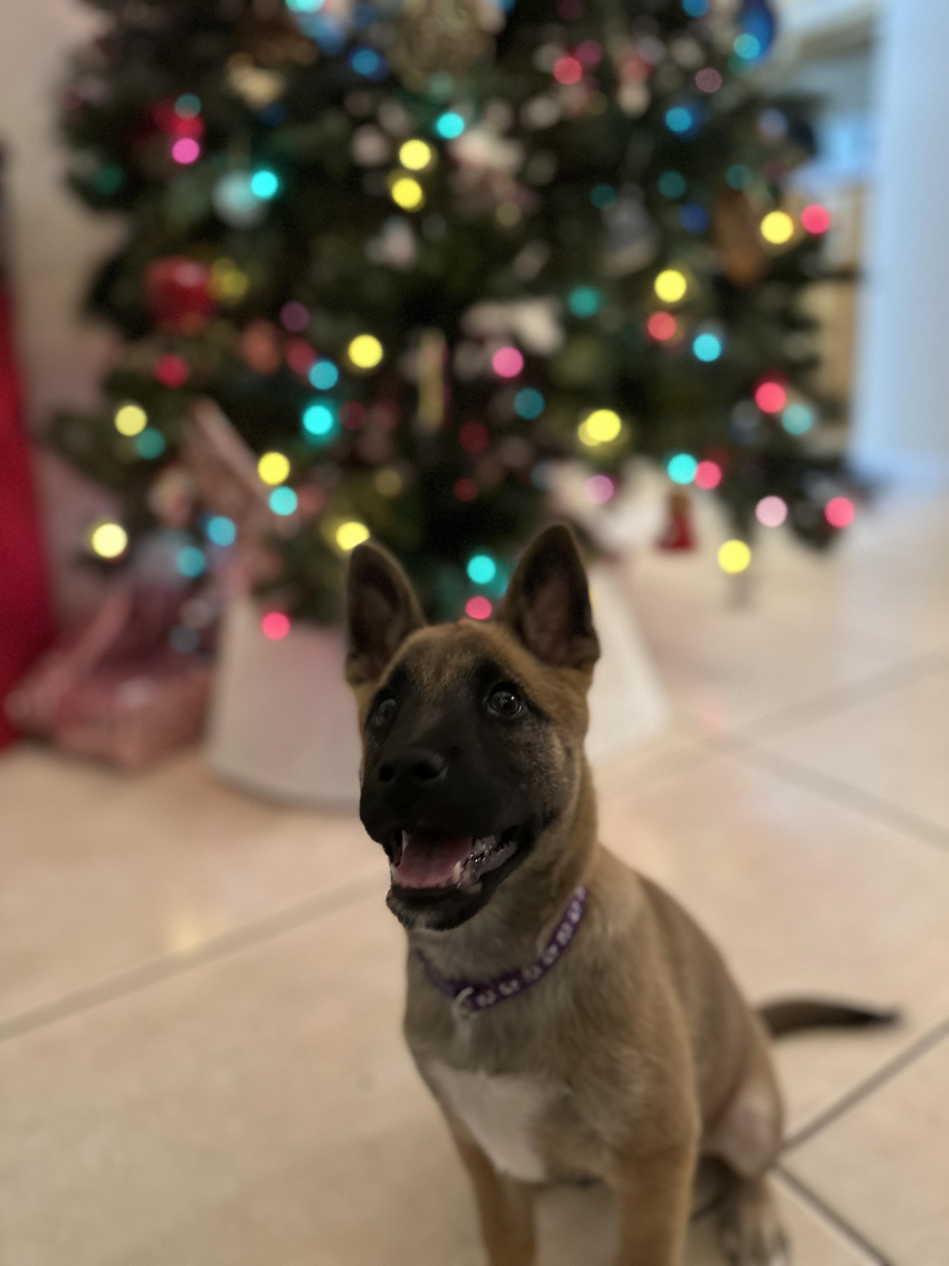 Estrella thumbnail 4