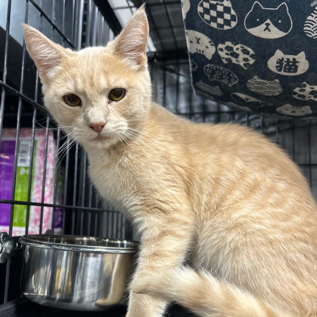 Enlarge Armadillo (Cerebellar Hypoplasia), a Adoptable Domestic Short Hair in Woodbury, NJ image 1/1