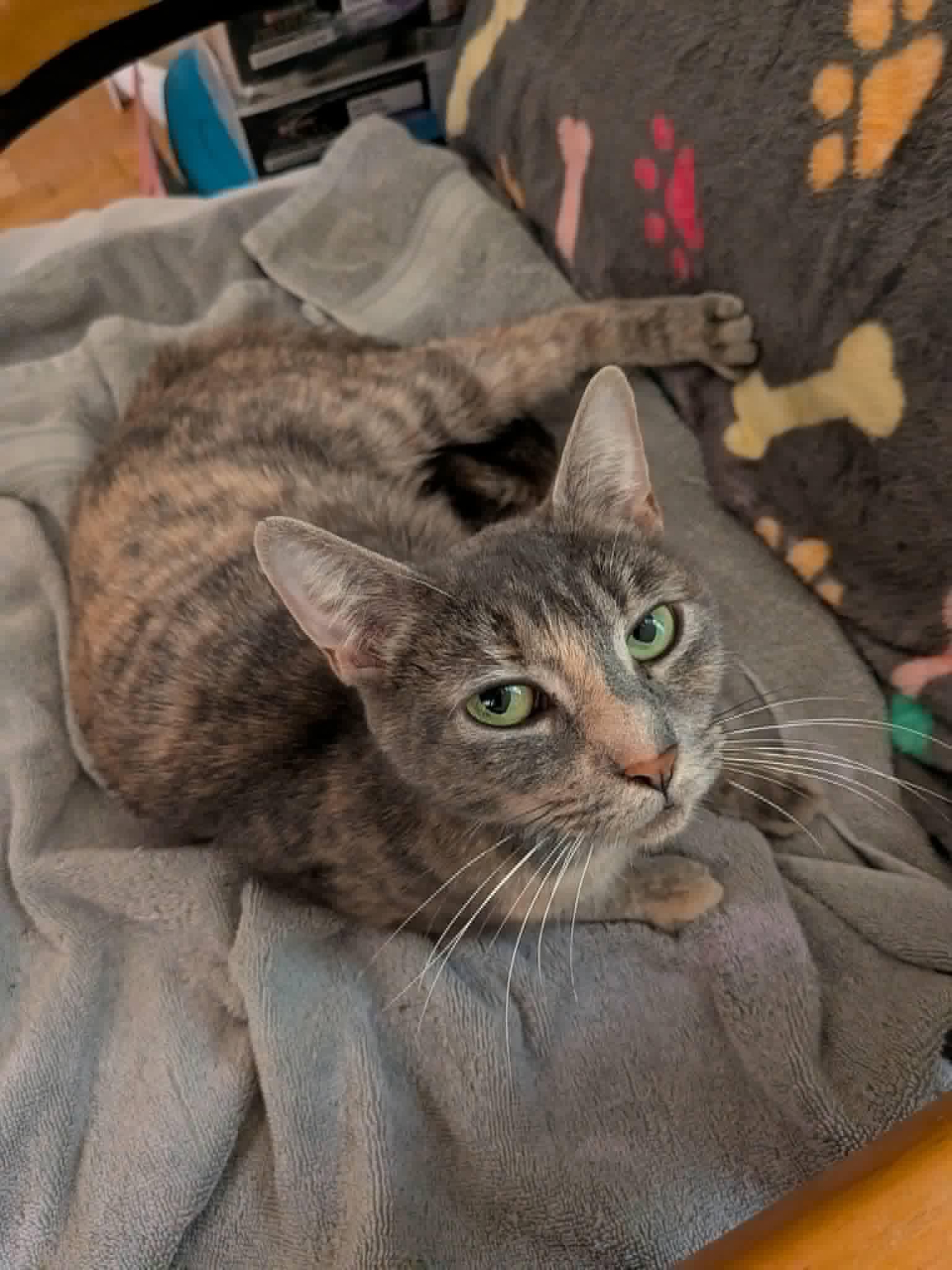 Enlarge Xena, an adopted Domestic Short Hair in Montreal, QC image 1/1