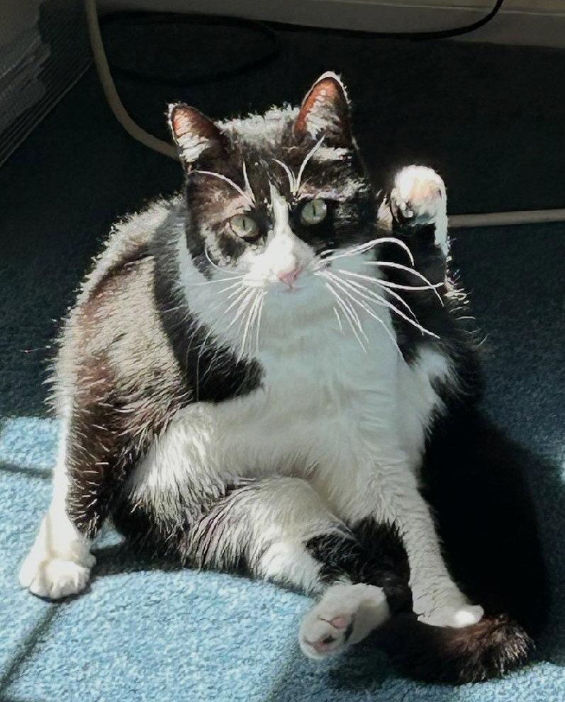 Maya Wawa, Adoptable, Adult Female Domestic Short Hair.