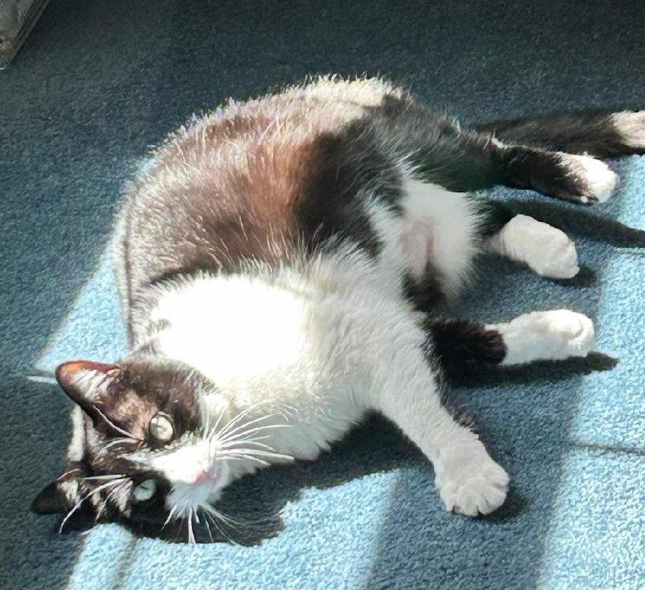 Maya Wawa, a Adoptable Domestic Short Hair in Trenton, NJ image 2/3