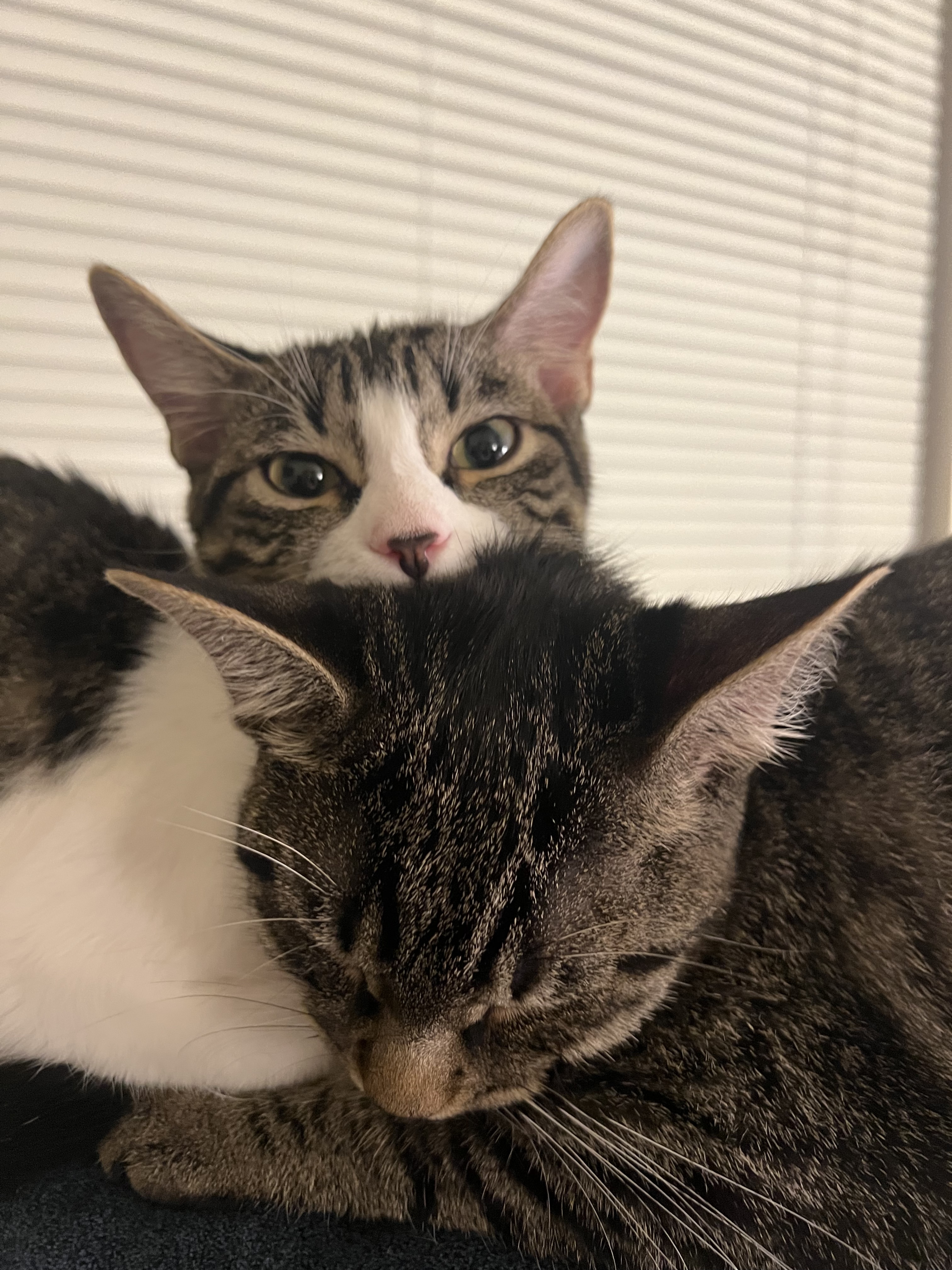 Cat for adoption Chloe, a Domestic Short Hair Mix in Northwood, NH