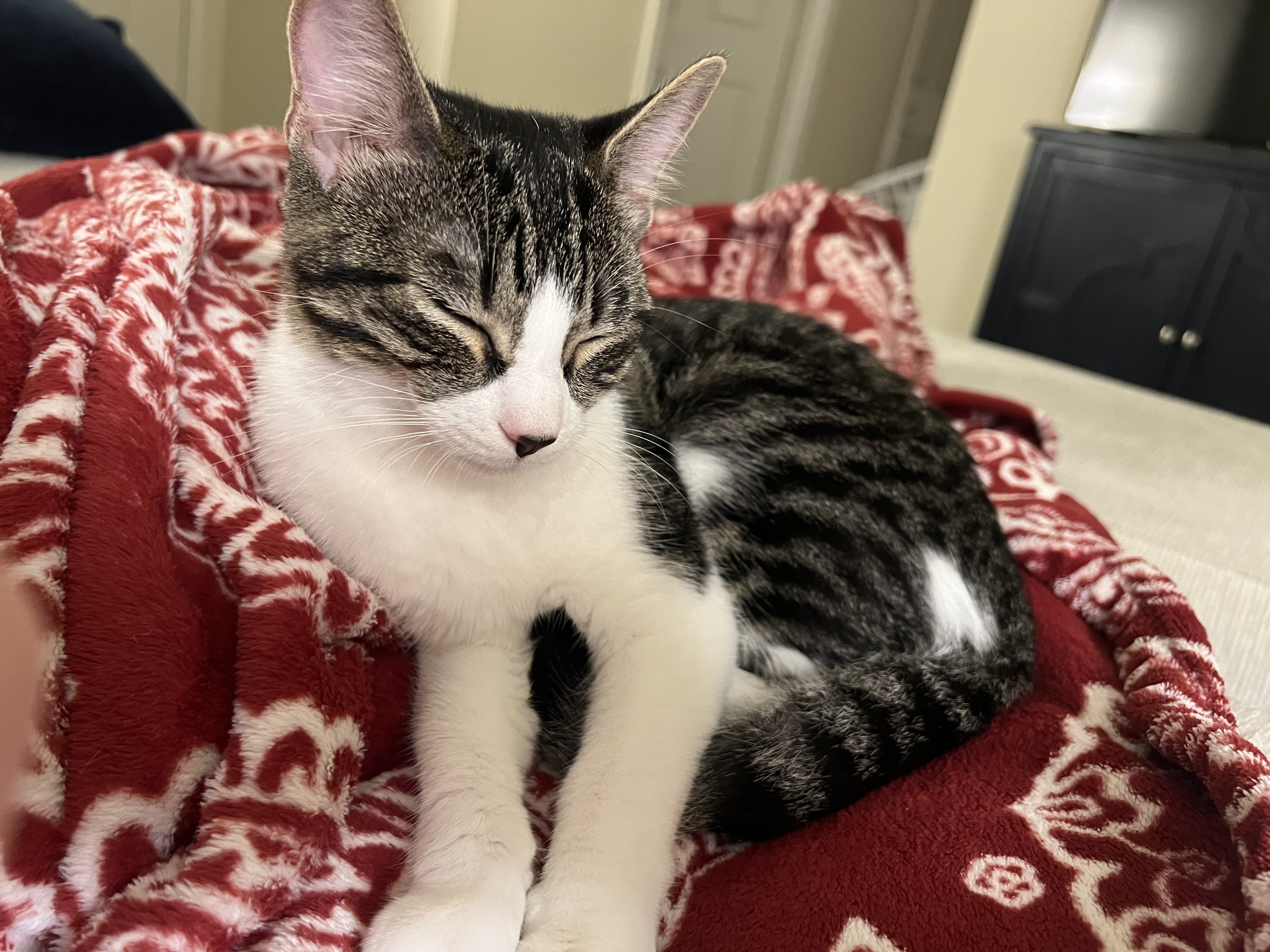 Cat for adoption Chloe, a Domestic Short Hair Mix in Northwood, NH