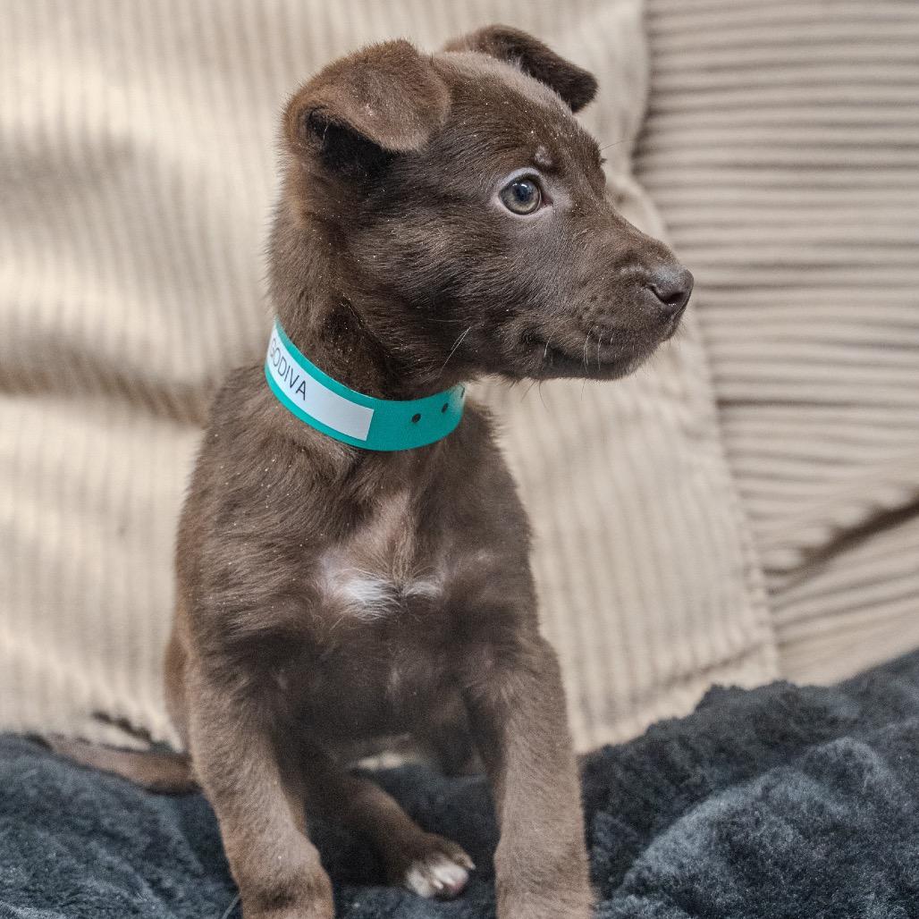 Godiva, Adoptable, Puppy Female Labrador Retriever.