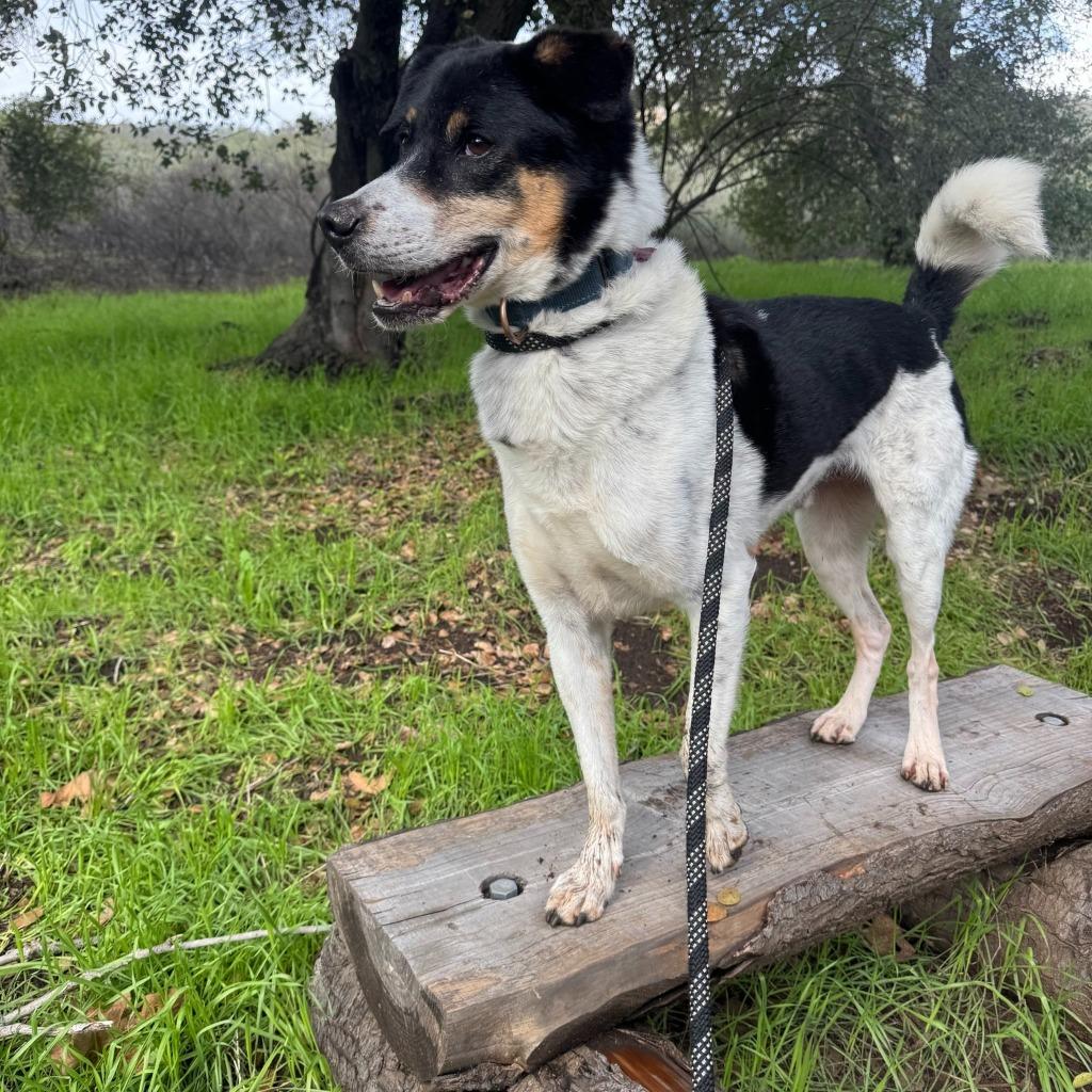 Enlarge Xylene (Soi Dog), a Adoptable mixed breed in Seattle, WA image 1/3