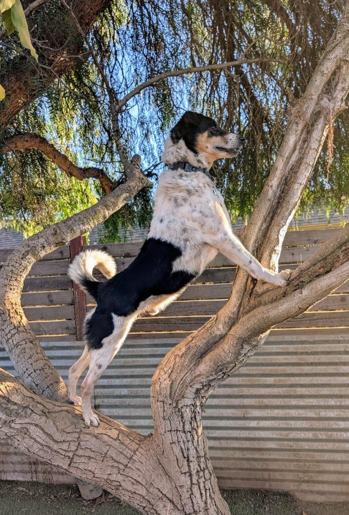 Enlarge Xylene (Soi Dog), a Adoptable mixed breed in Seattle, WA image 2/2