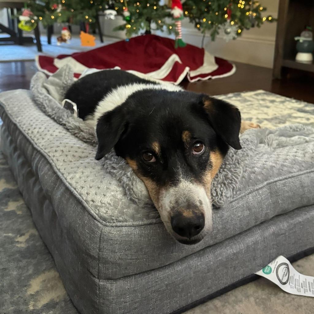 Enlarge Xylene (Soi Dog), a Adoptable mixed breed in Seattle, WA image 3/3