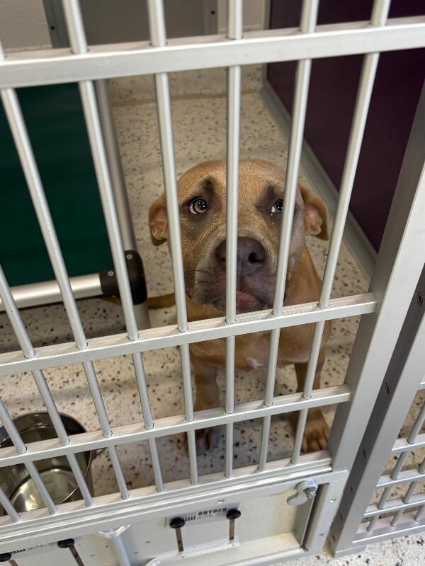 Baby, Adoptable, Adult Female Pit Bull Terrier.