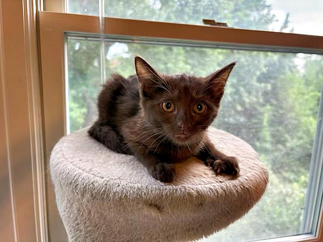 Enlarge Jordana, a ADOPTABLE Domestic Short Hair in Pittsburgh, PA image 1/1