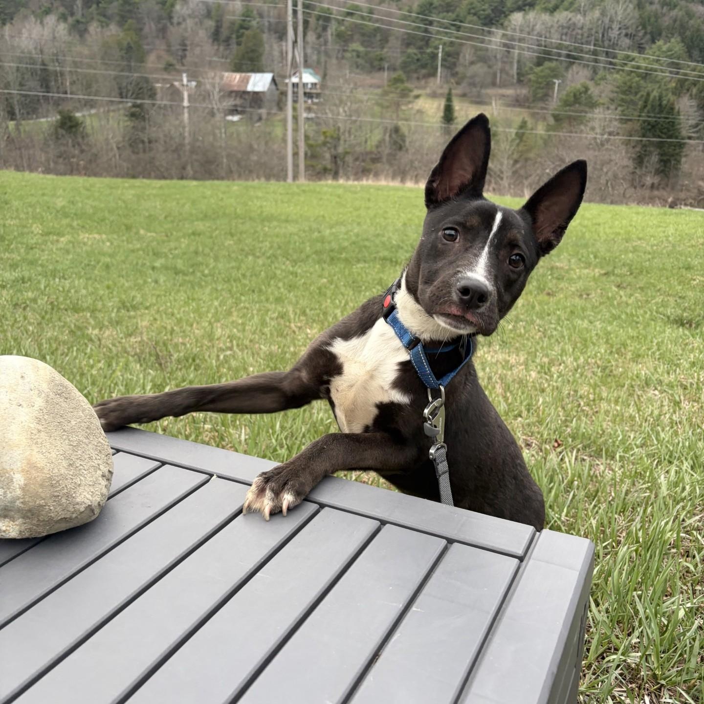 Noire, a ADOPTABLE mixed breed in Williston, VT image 2/6