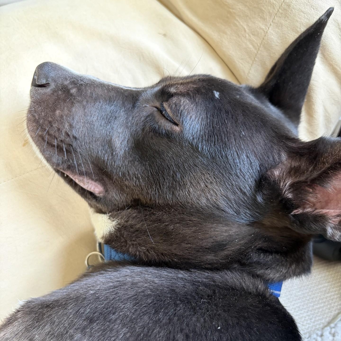 Noire, a ADOPTABLE mixed breed in Williston, VT image 6/6