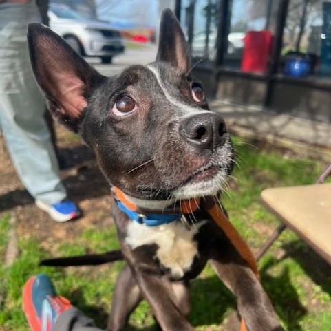 Noire, a ADOPTABLE mixed breed in Williston, VT image 5/6