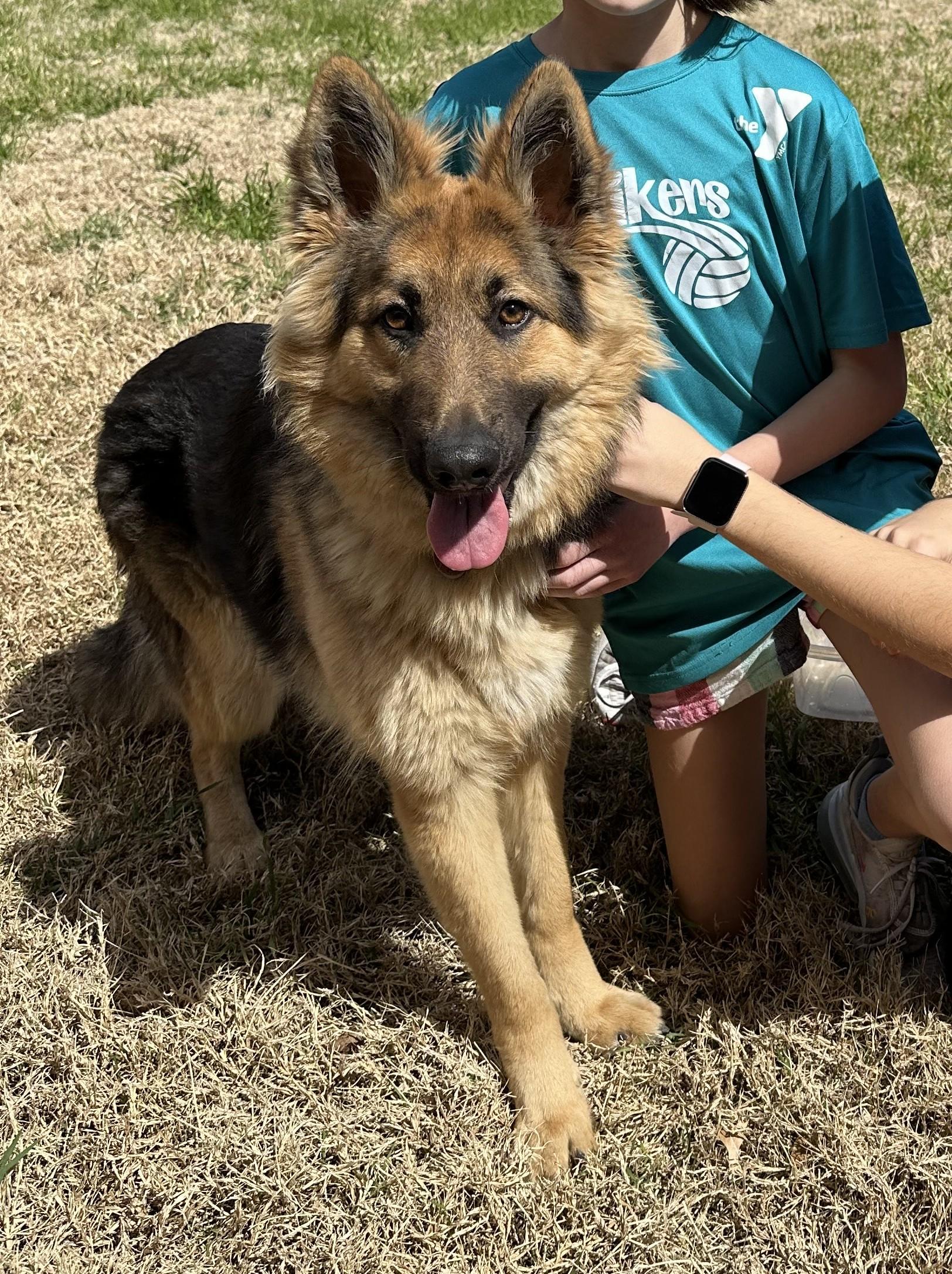 Pepa, ADOPTABLE, Young Female German Shepherd Dog.