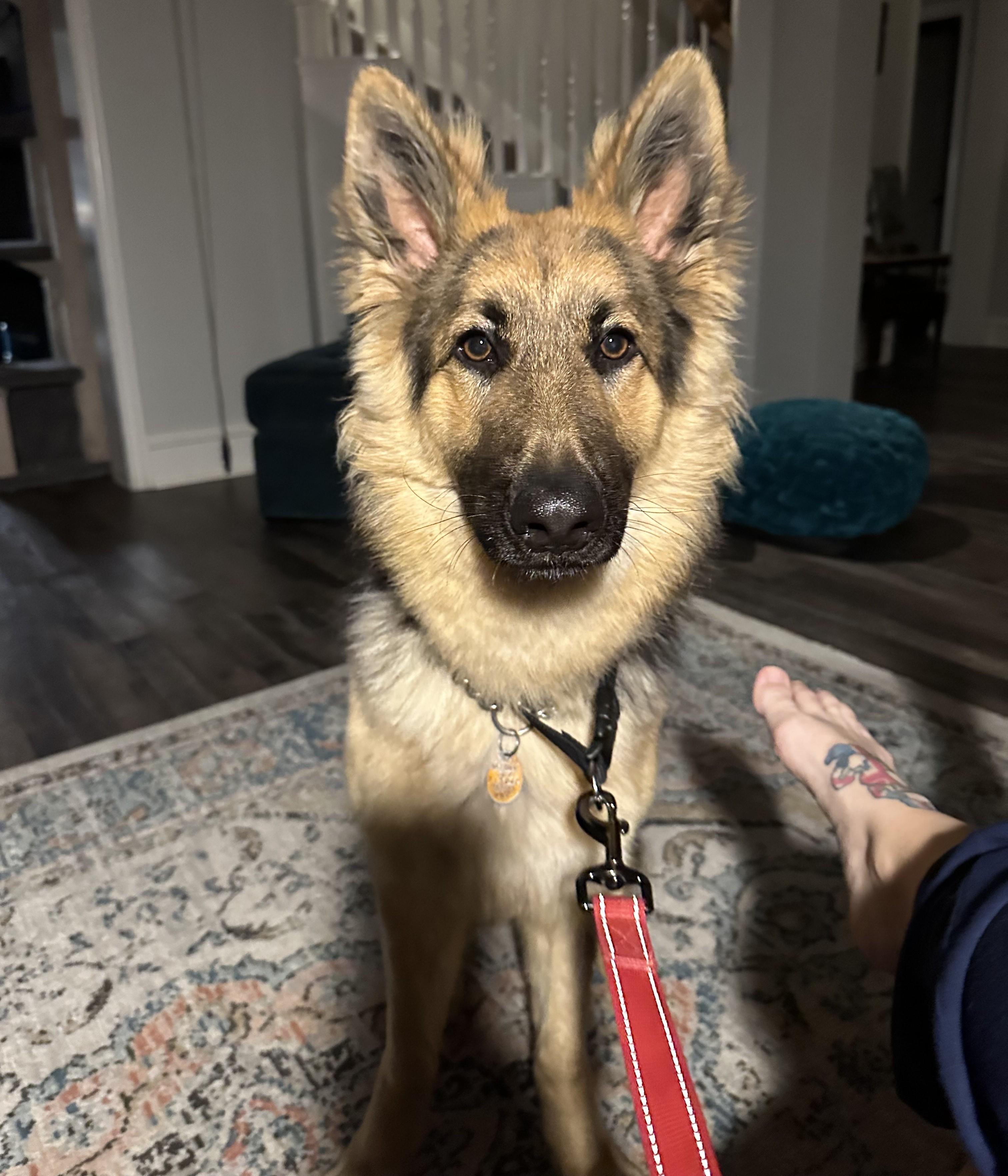 Enlarge Pepa, a ADOPTABLE German Shepherd Dog in Dallas, TX image 2/5