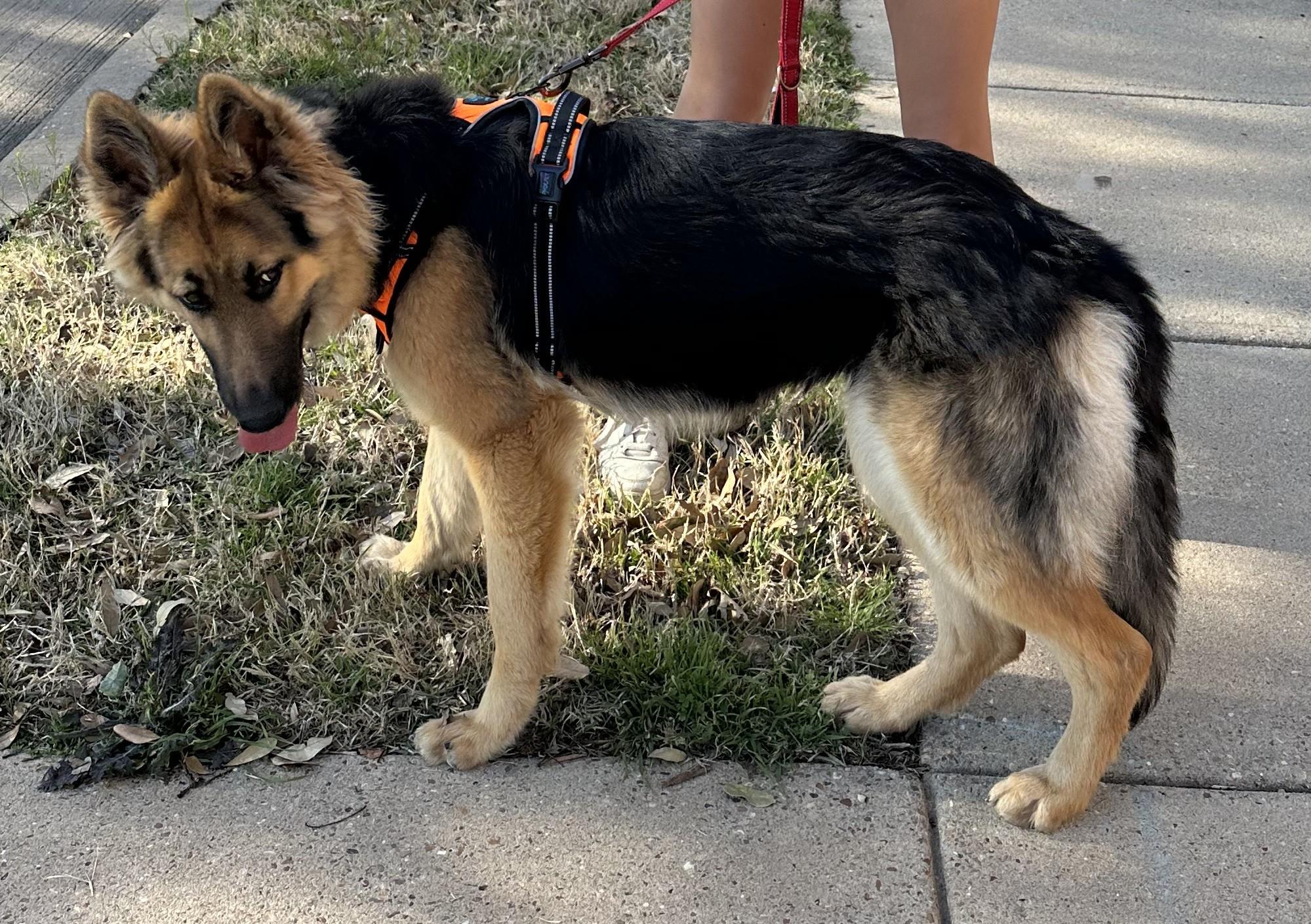 Enlarge Pepa, a ADOPTABLE German Shepherd Dog in Dallas, TX image 3/5
