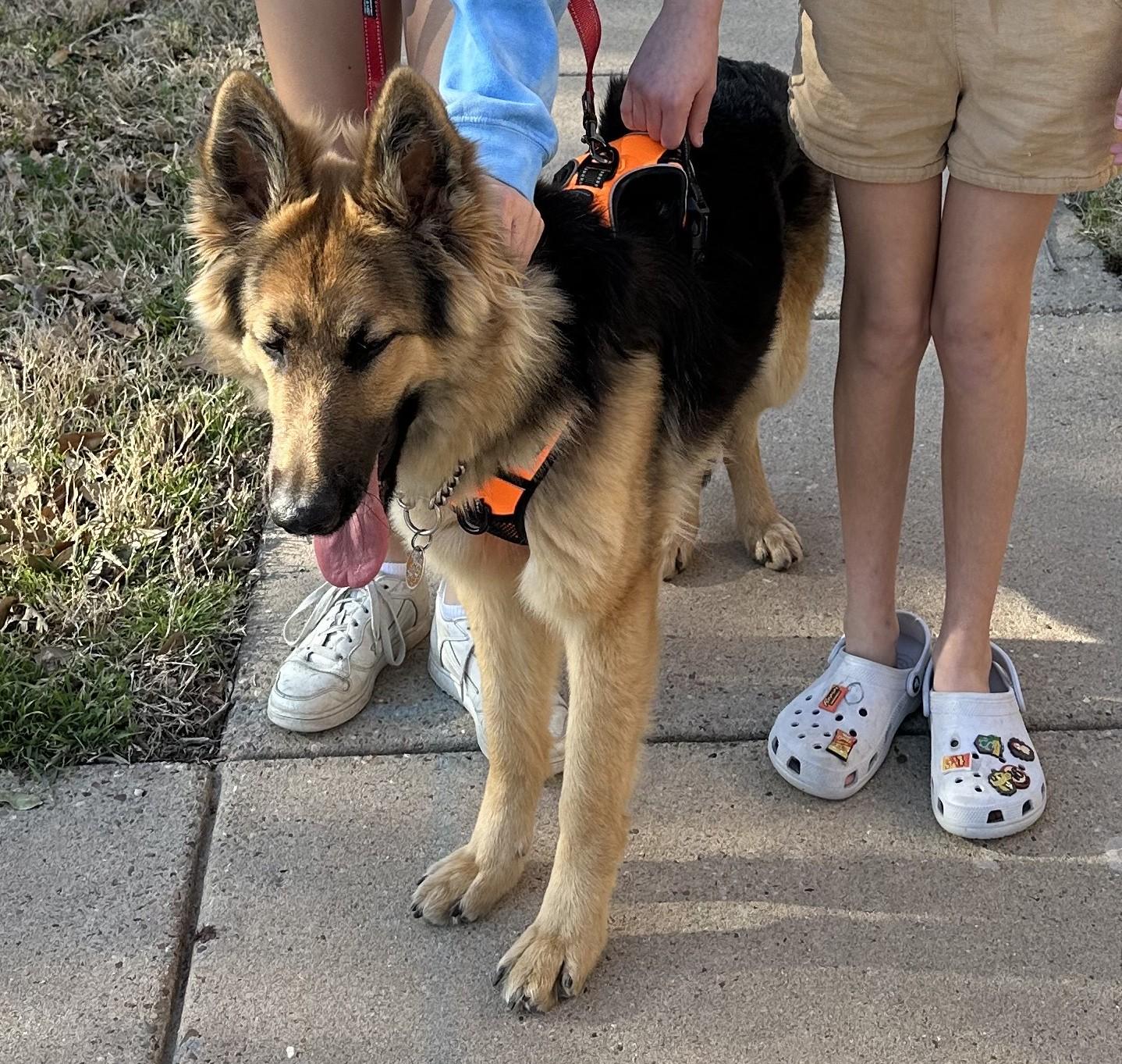 Enlarge Pepa, a ADOPTABLE German Shepherd Dog in Dallas, TX image 4/5