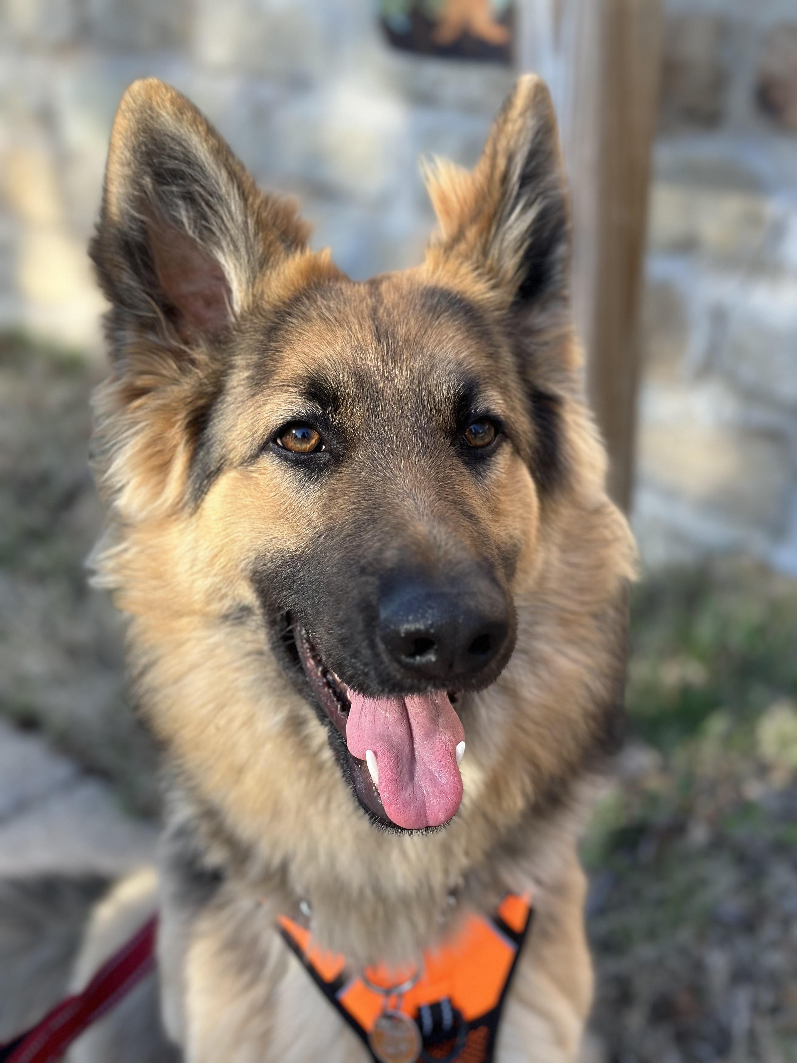 Enlarge Pepa, a ADOPTABLE German Shepherd Dog in Dallas, TX image 5/5