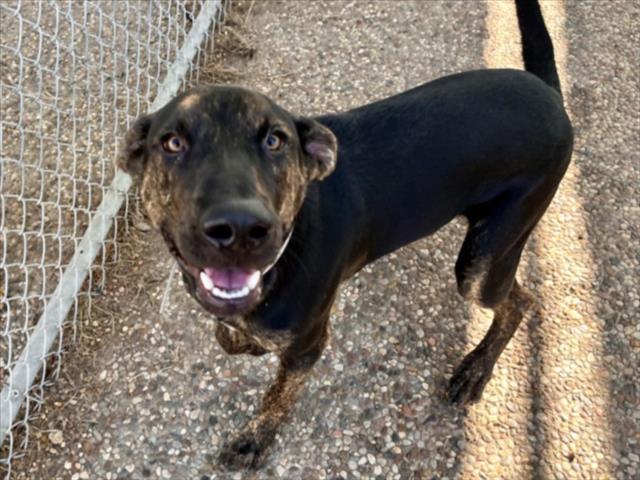 SPENCER, Adoptable, Young Male Dutch Shepherd & Plott Hound.