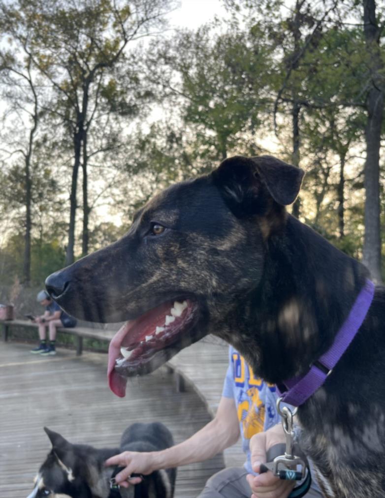 SPENCER, Adoptable, Young Male Dutch Shepherd & Plott Hound.