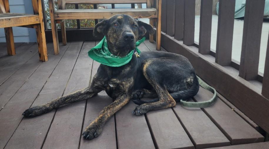 Enlarge SPENCER, a Adoptable mixed breed in Houston, TX image 1/1