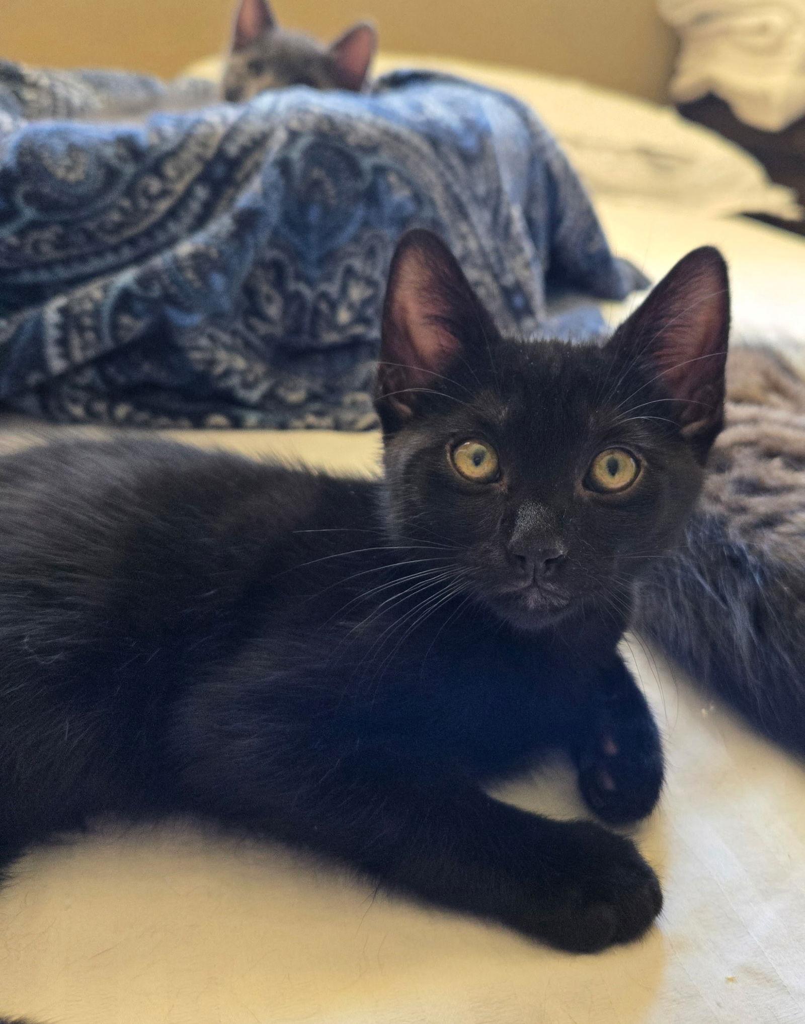 Enlarge Sleepy, a Adopted Domestic Short Hair in Scottsdale, AZ image 1/1