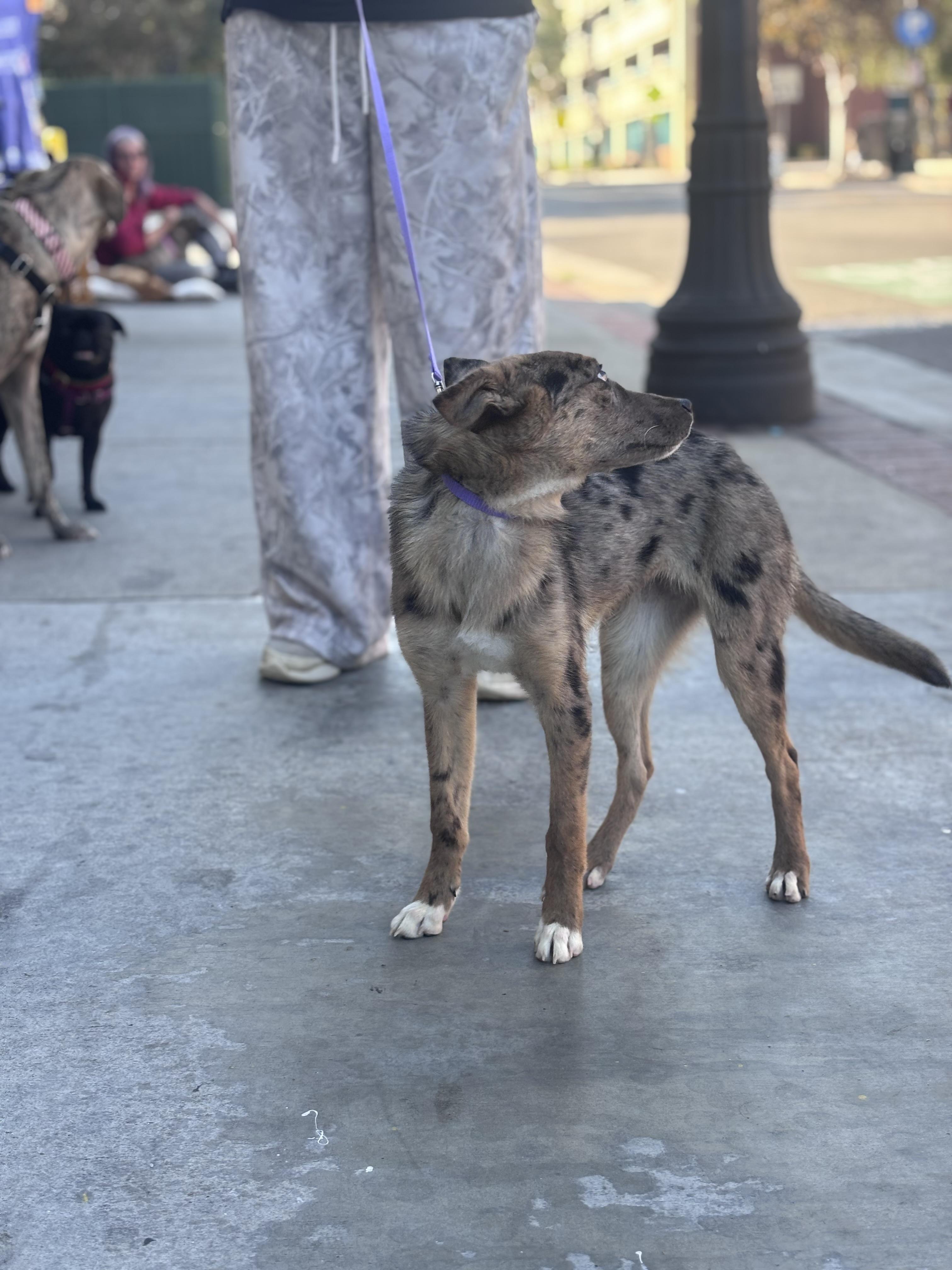 Enlarge Ellie, an adopted mixed breed in Corona, CA image 1/4