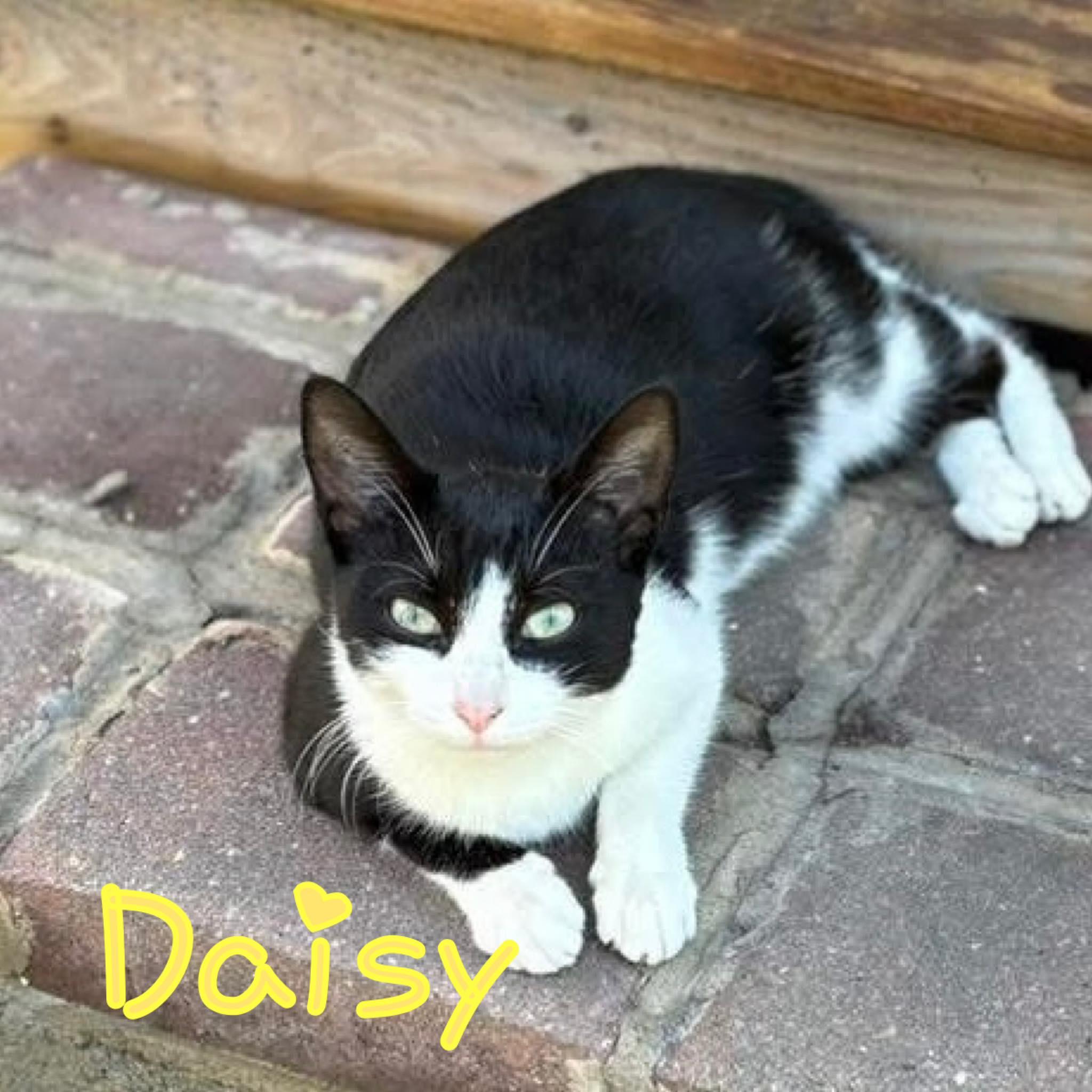 2025-019 Daisy, Adopted, Adult Female Domestic Short Hair.