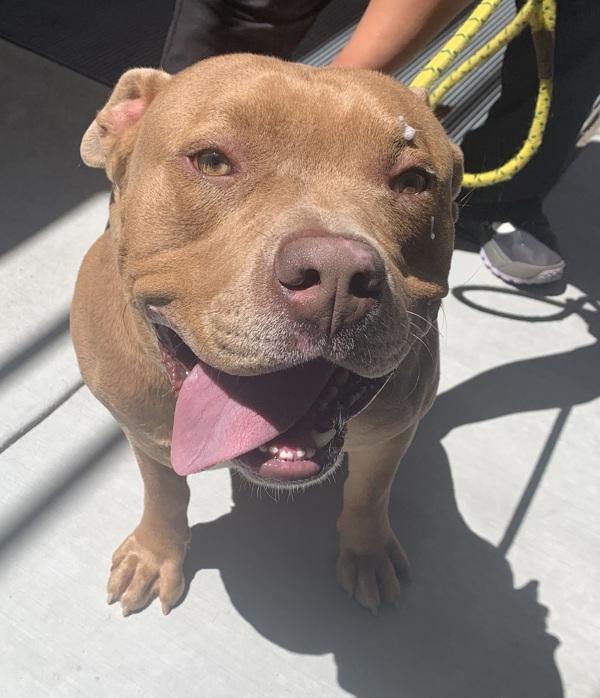 Coffee, Adoptable, Adult Male Pit Bull Terrier.
