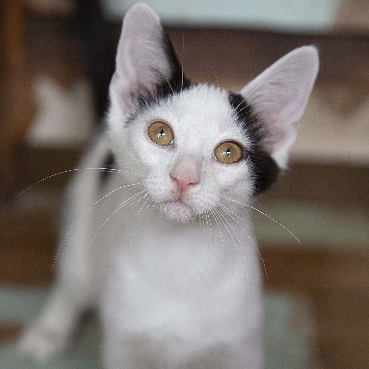 Bizzy (and Birdie), a Adoptable Domestic Short Hair in Chicago, IL image 3/6
