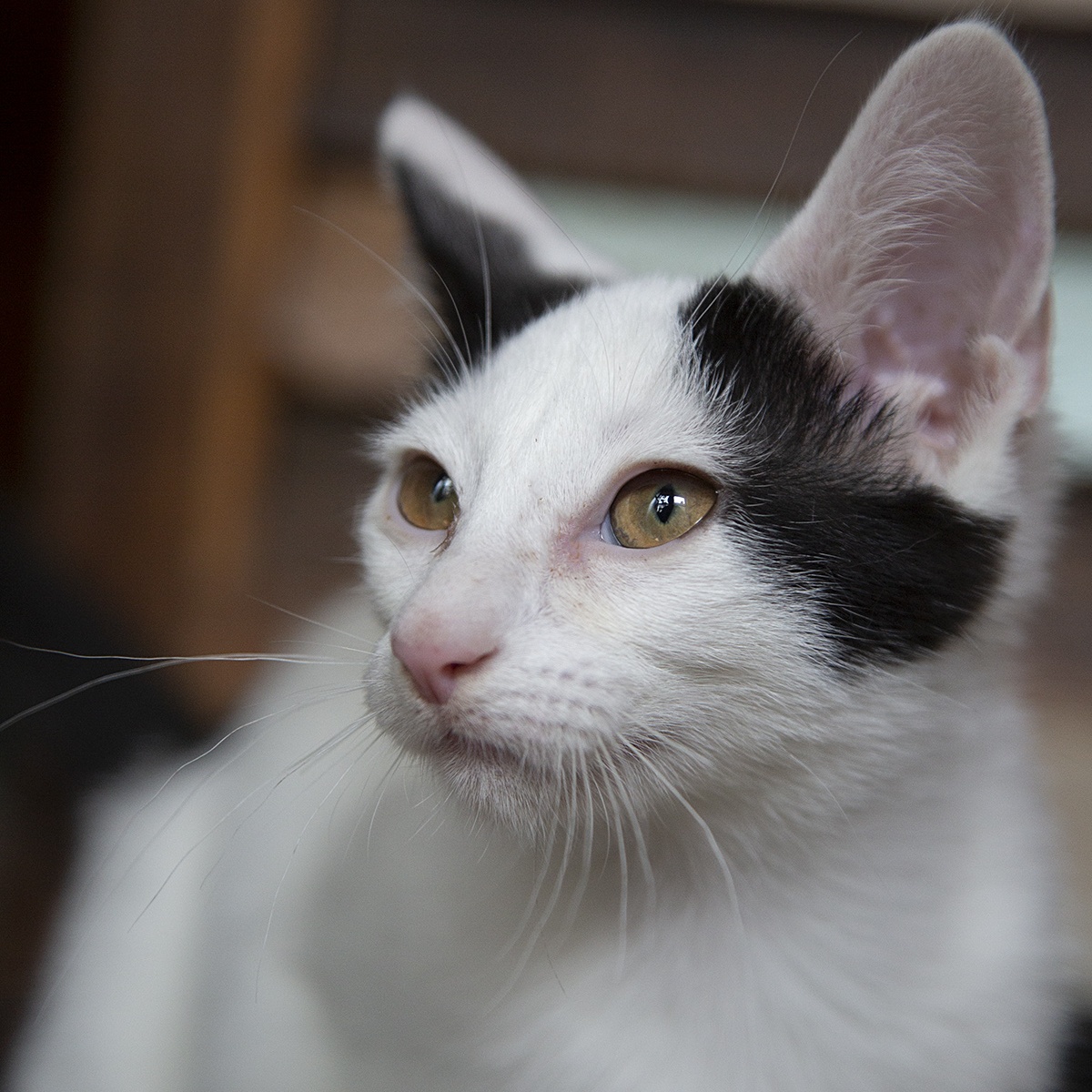 Bizzy (and Birdie), a Adoptable Domestic Short Hair in Chicago, IL image 6/6