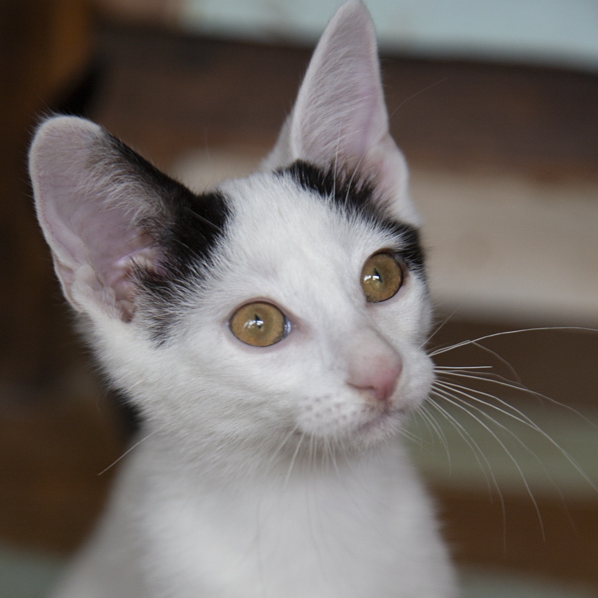 Bizzy (and Birdie), Baby Female Domestic Short Hair