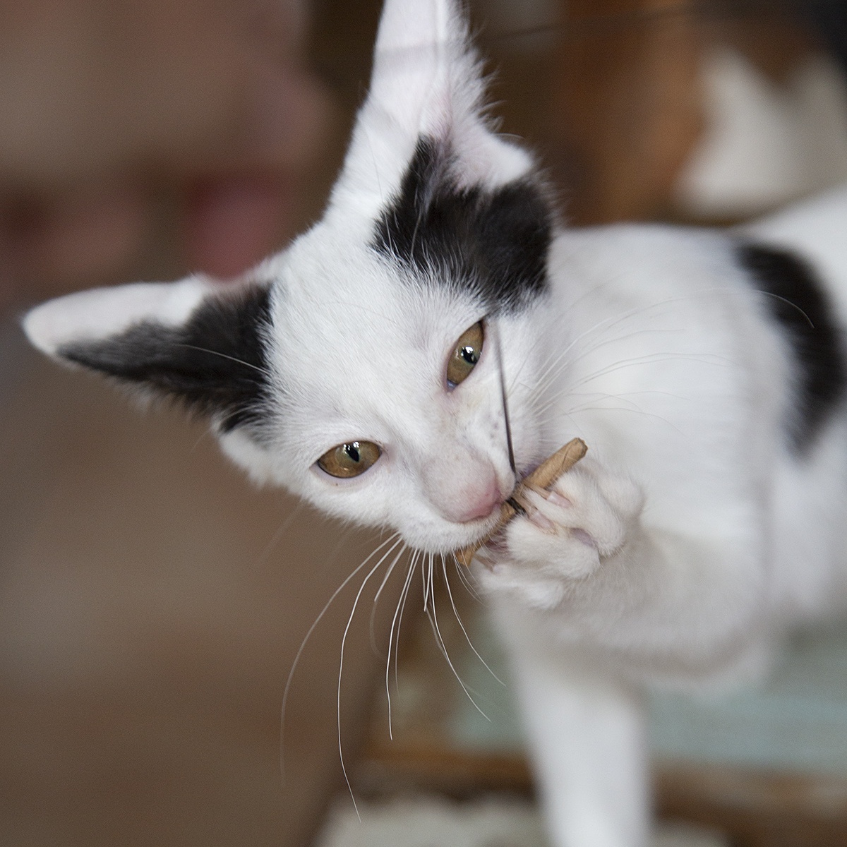 Bizzy (and Birdie), a Adoptable Domestic Short Hair in Chicago, IL image 4/6
