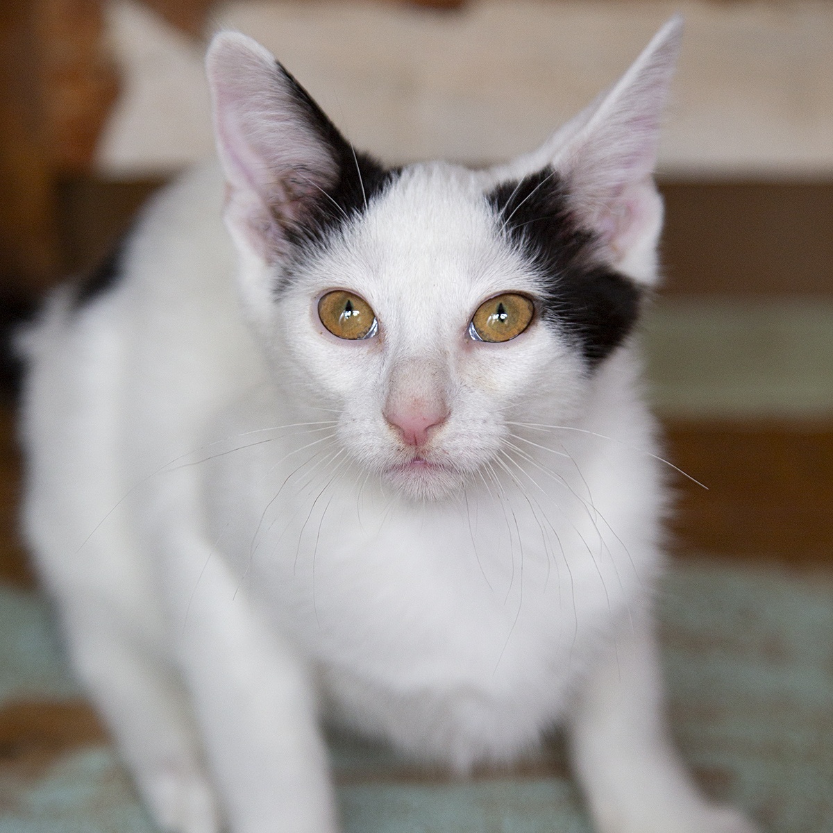 Bizzy (and Birdie), a Adoptable Domestic Short Hair in Chicago, IL image 5/6