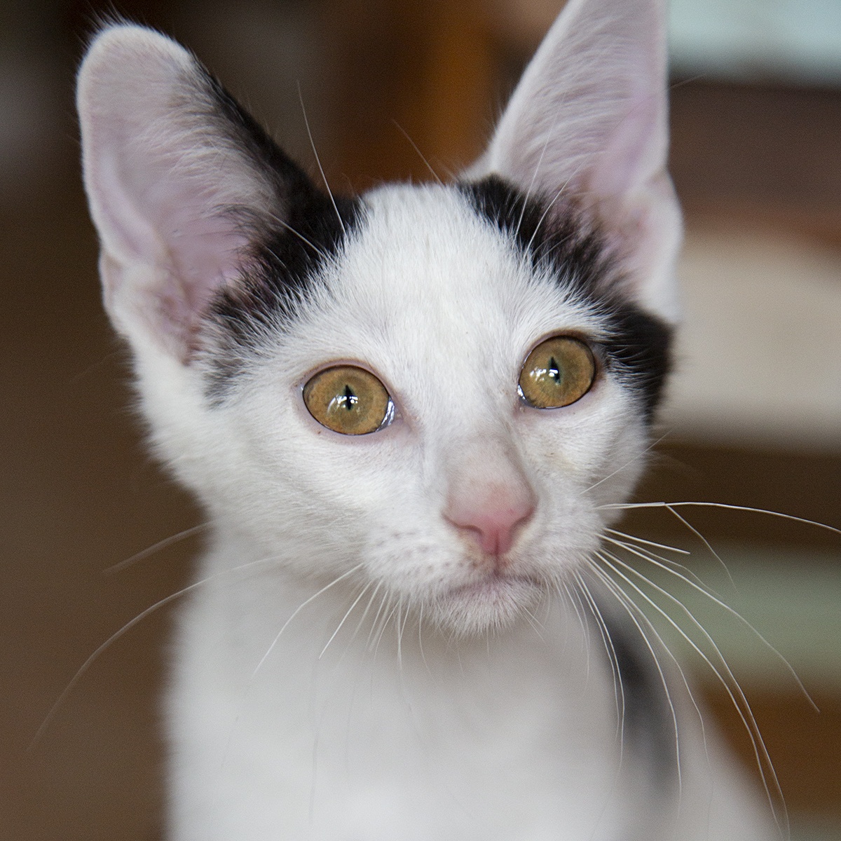 Bizzy (and Birdie), a Adoptable Domestic Short Hair in Chicago, IL image 2/6