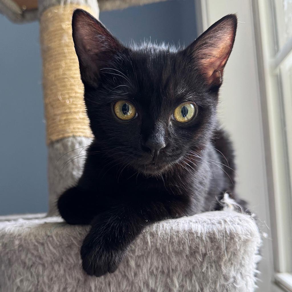 Sage, Adoptable, Young Female Domestic Short Hair.