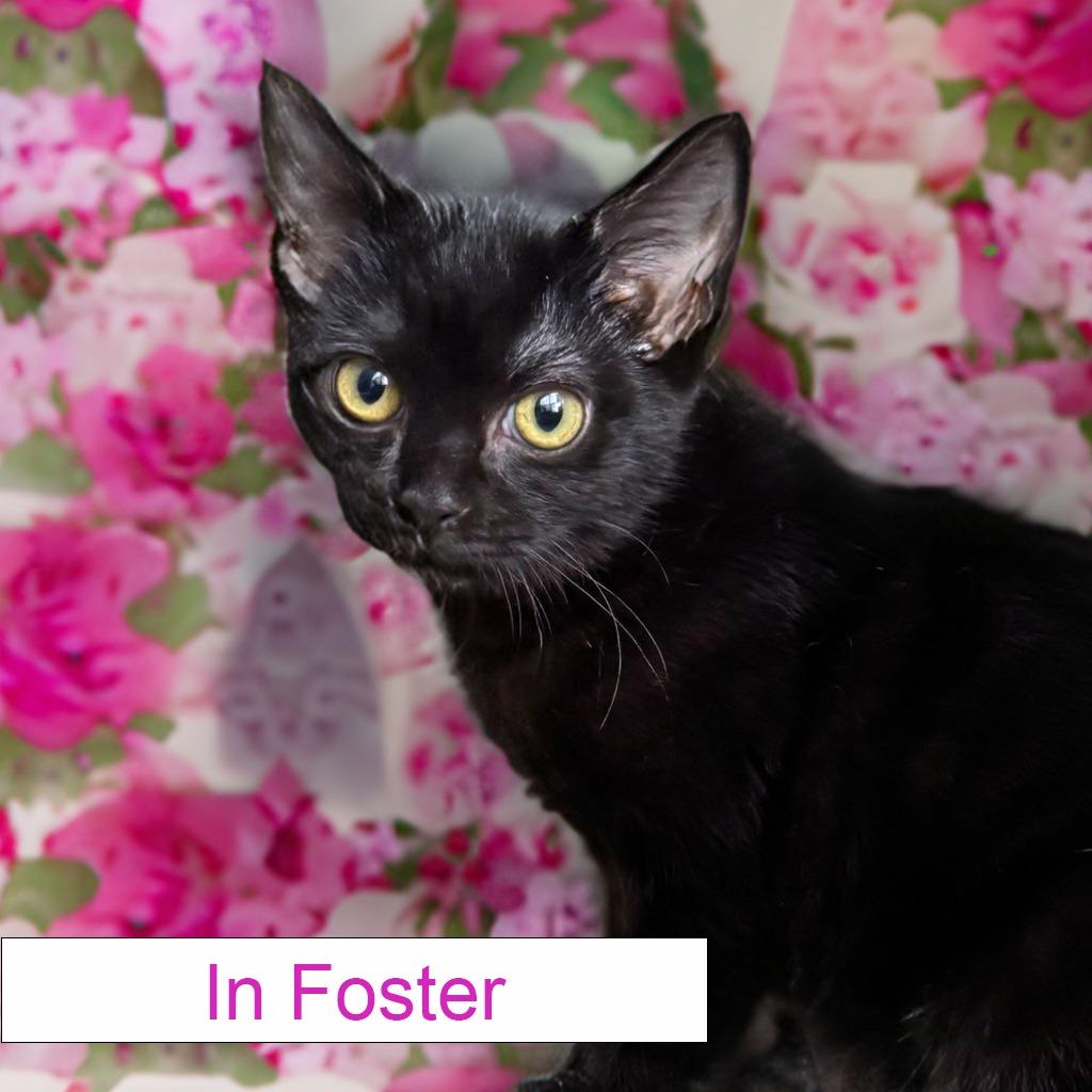 Sage, a Adoptable Domestic Short Hair in Chapel Hill, NC image 2/3