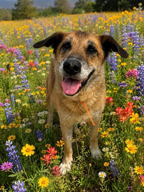 MACK, Adoptable, Adult Male German Shepherd Dog & Mixed Breed.