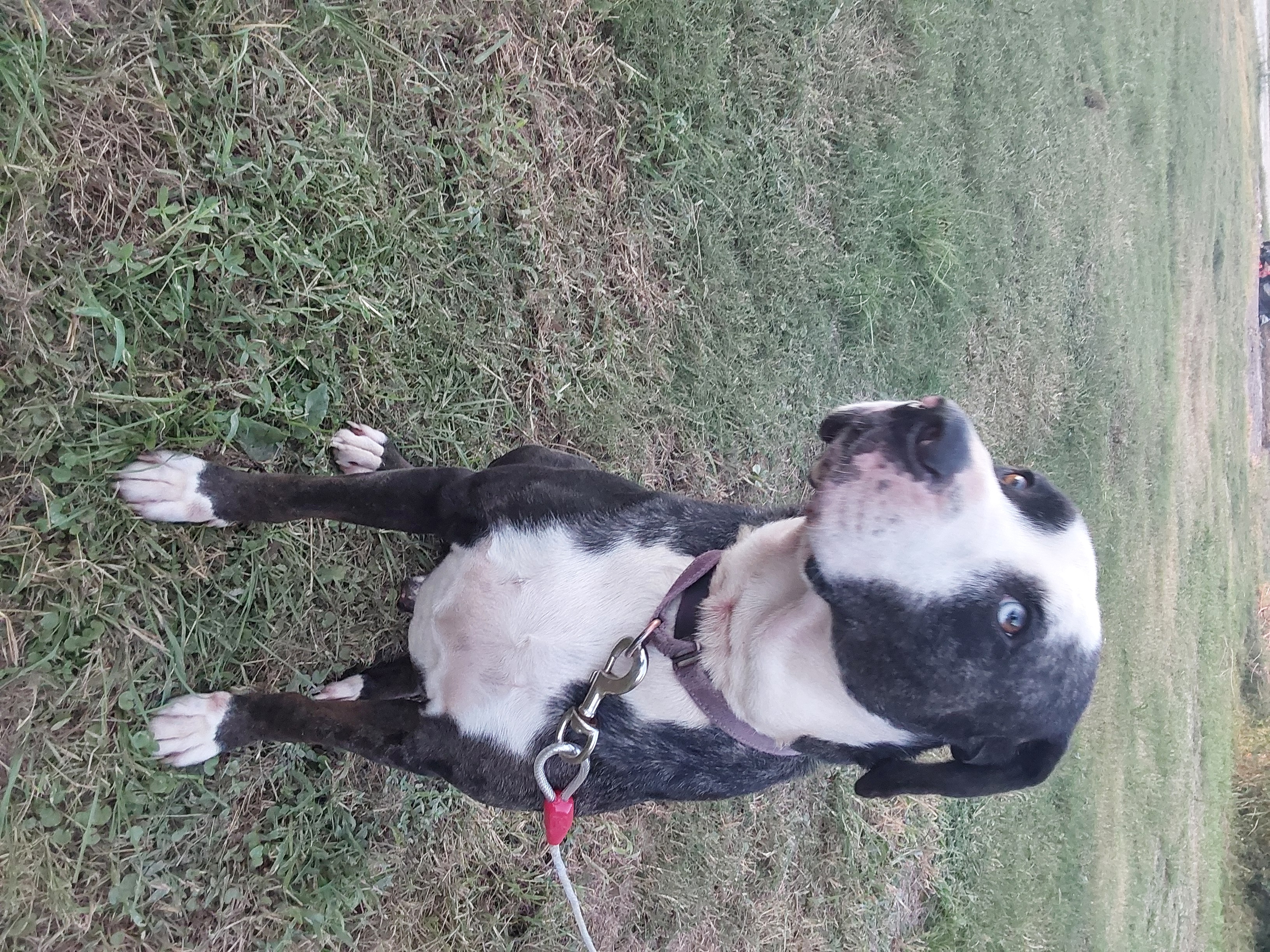 Kyler, Adult Male Great Dane
