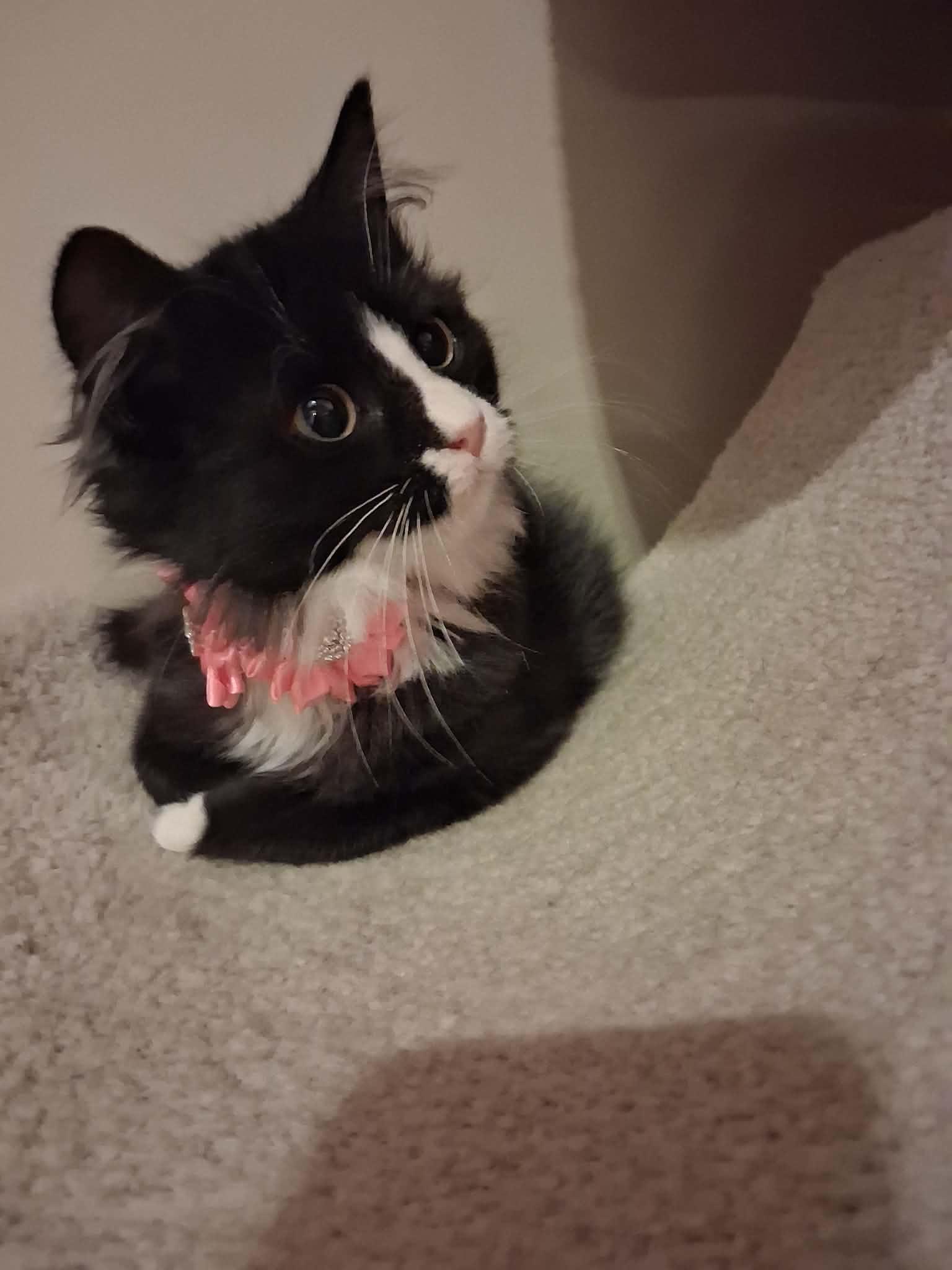 Enlarge Mrs. Claus, a ADOPTABLE Domestic Long Hair in Wading River, NY image 3/4