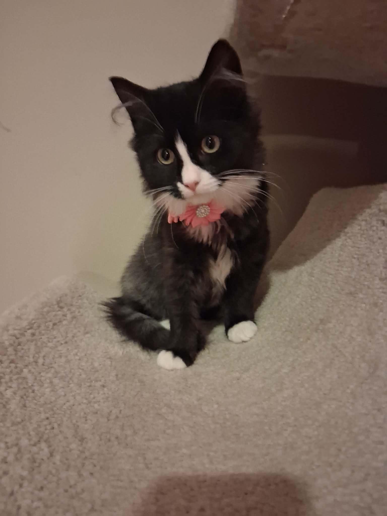 Enlarge Mrs. Claus, a ADOPTABLE Domestic Long Hair in Wading River, NY image 4/4