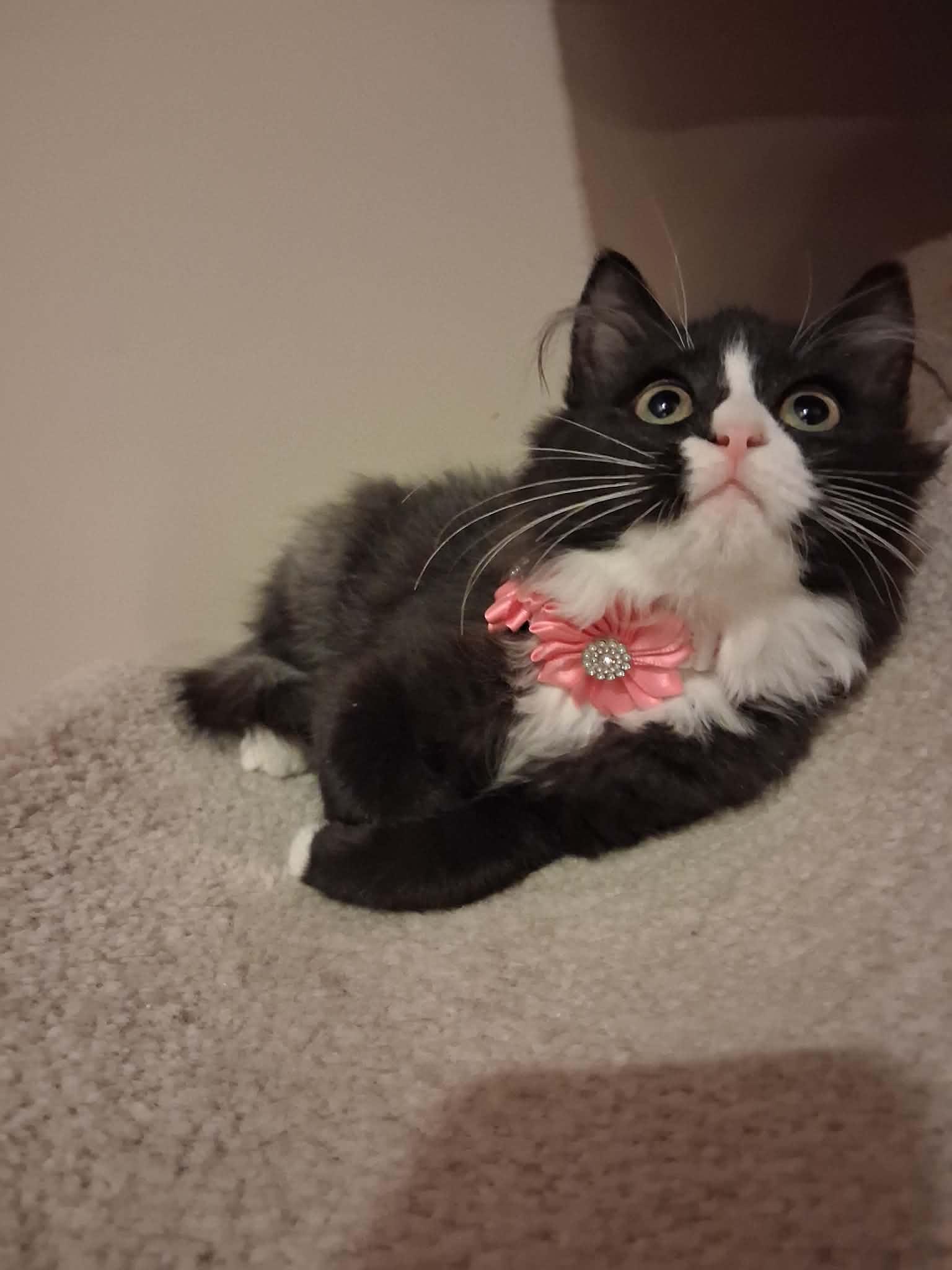 Mrs. Claus, ADOPTABLE, Kitten Female Domestic Long Hair.