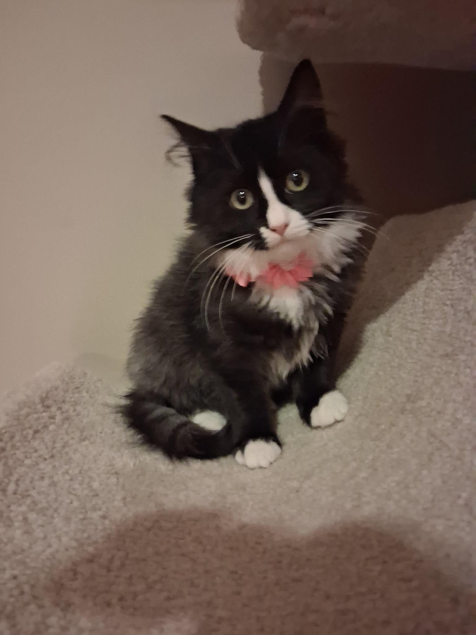 Enlarge Mrs. Claus, a ADOPTABLE Domestic Long Hair in Wading River, NY image 2/4