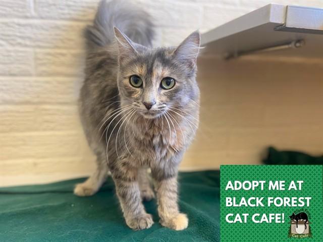 Enlarge SNUGGLES, a Adoptable Domestic Medium Hair in Fort Wayne, IN image 1/1