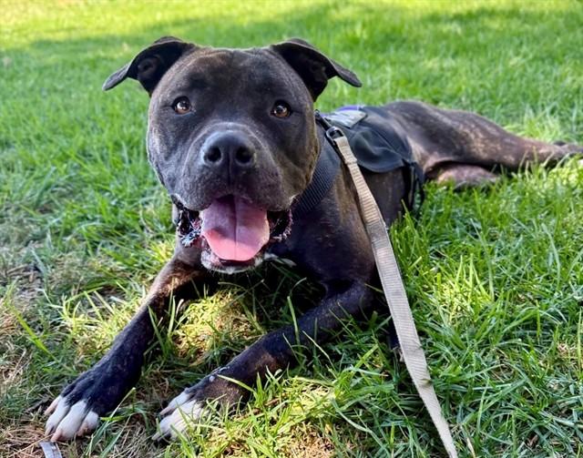 Enlarge SAGE, a Adoptable Pit Bull Terrier in San Luis Obispo, CA image 1/1