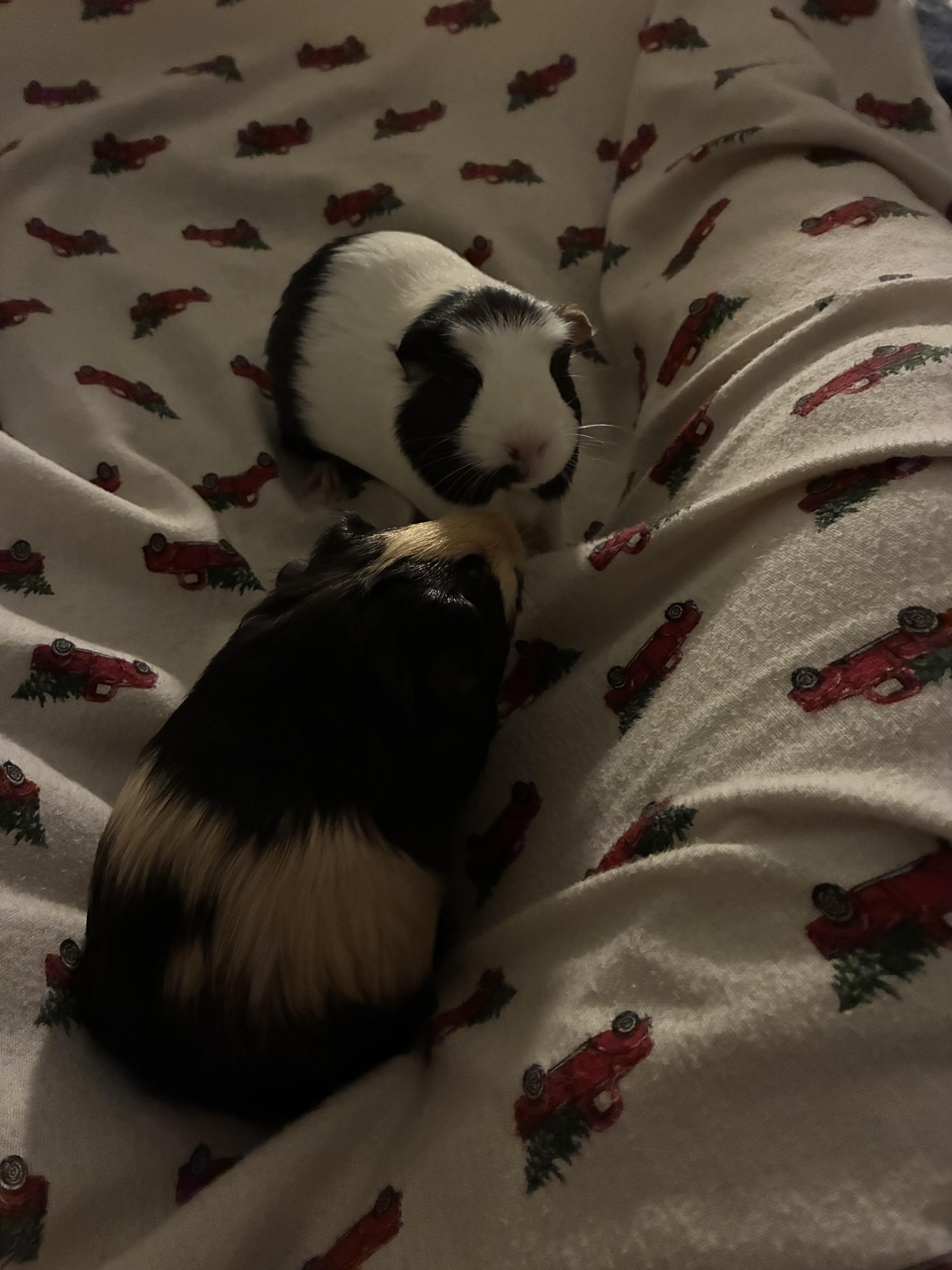 Enlarge Courtesy listing for Winry & Casca, a Adopted Guinea Pig in New Rochelle, NY image 3/4