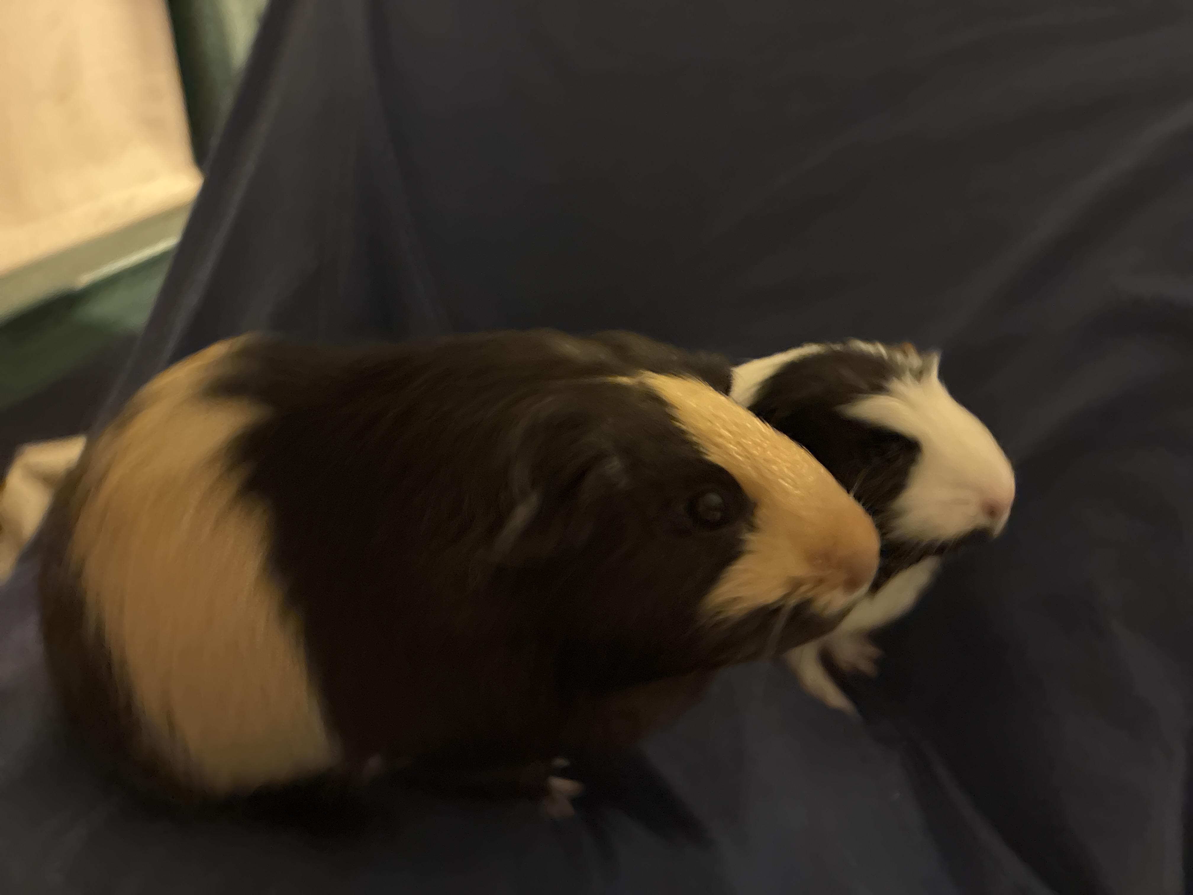Enlarge Courtesy listing for Winry & Casca, a Adopted Guinea Pig in New Rochelle, NY image 2/4