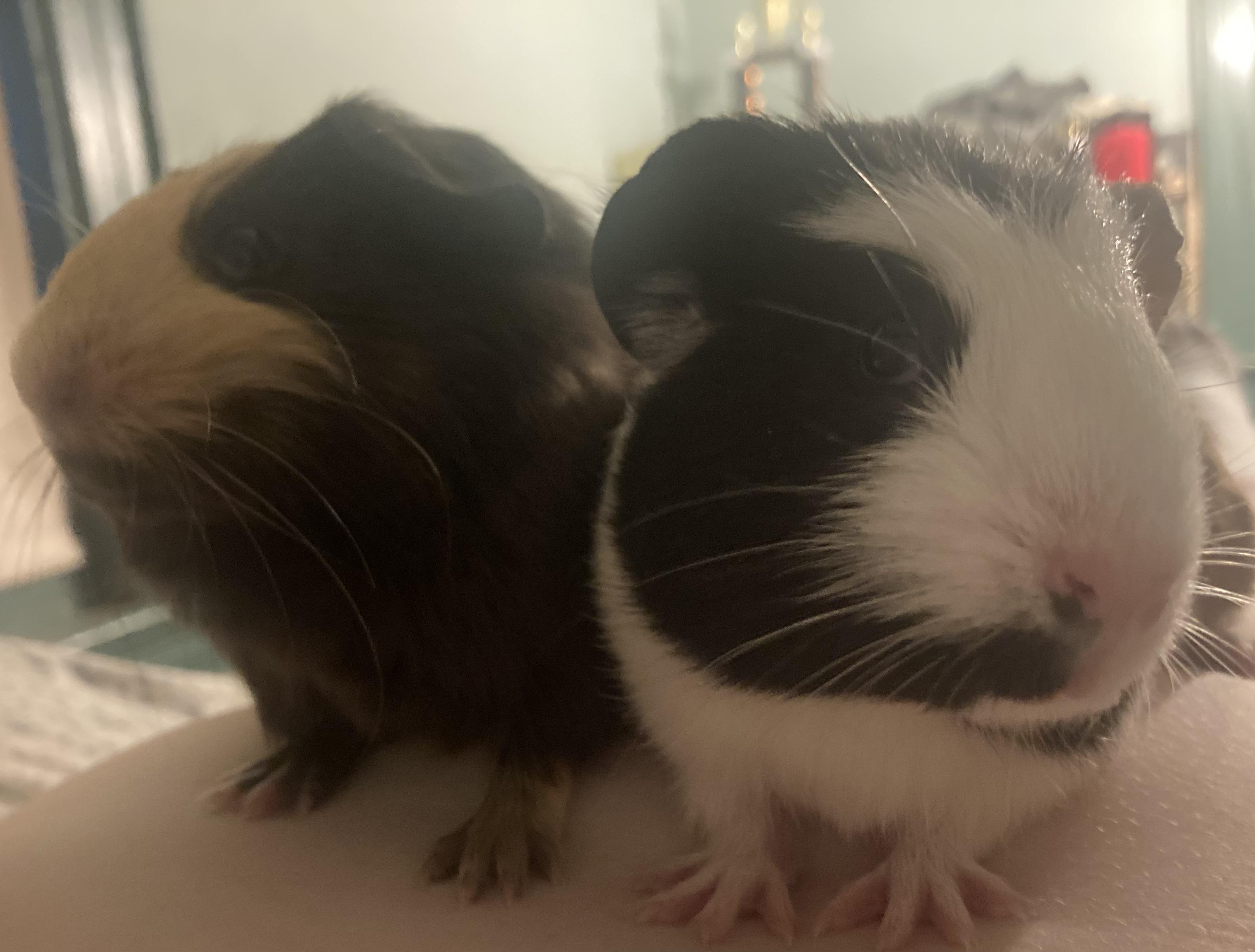 Enlarge Courtesy listing for Winry & Casca, a Adopted Guinea Pig in New Rochelle, NY image 1/4