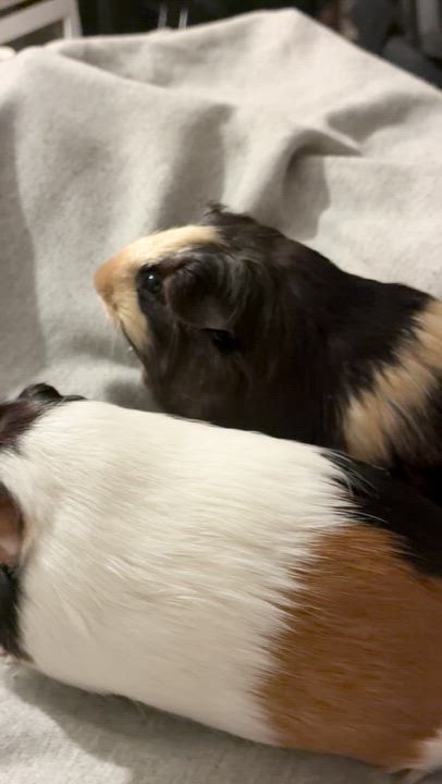 Enlarge Courtesy listing for Winry & Casca, a Adopted Guinea Pig in New Rochelle, NY video 4/4